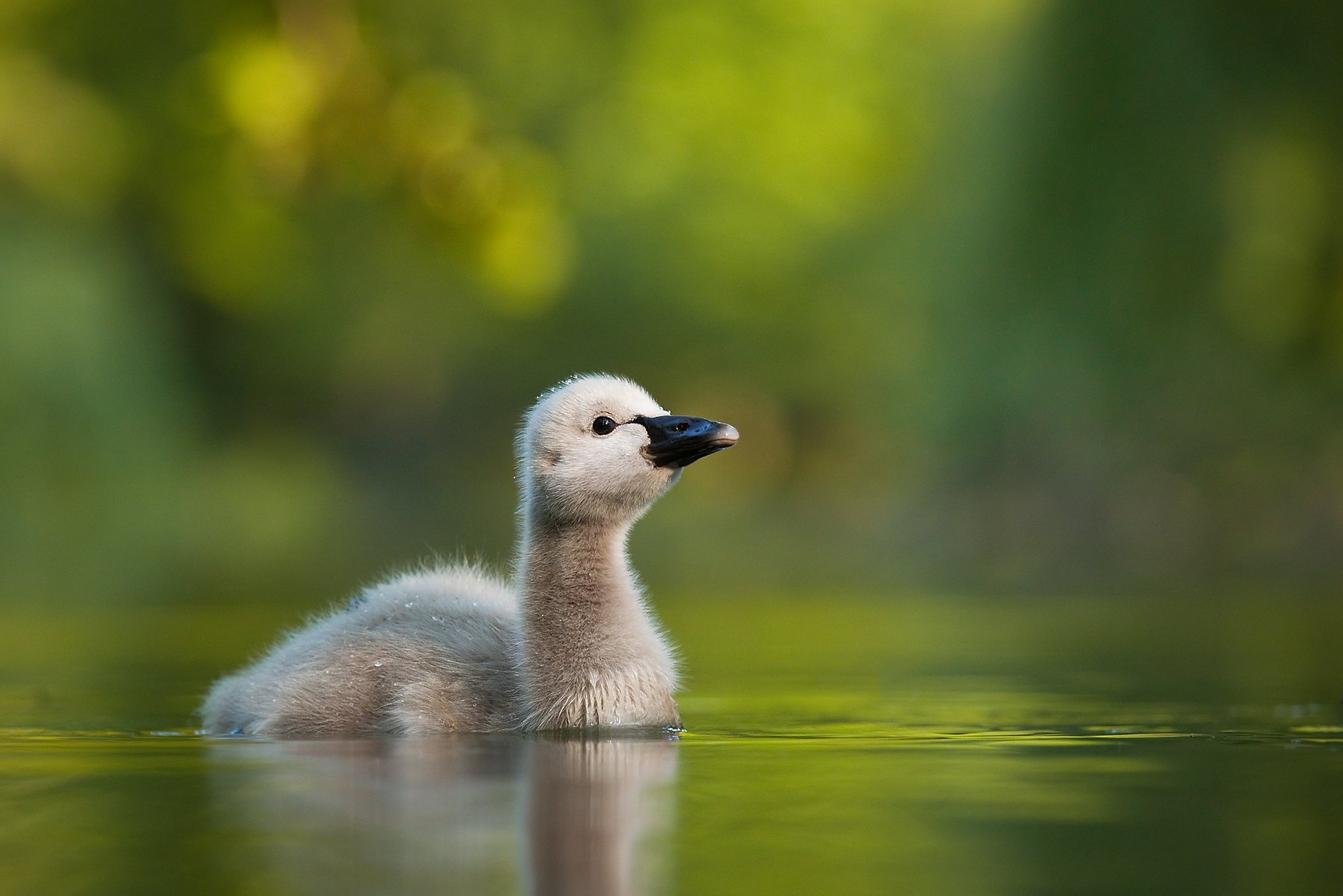 , Robert Adamec