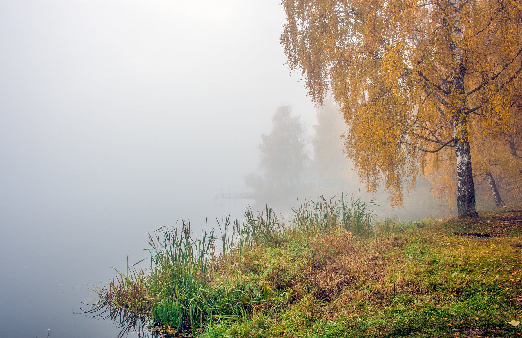Стих тихая река. Березовая роща Плес. Осень туман. Туман над рекой осенью. Пасмурная осень.