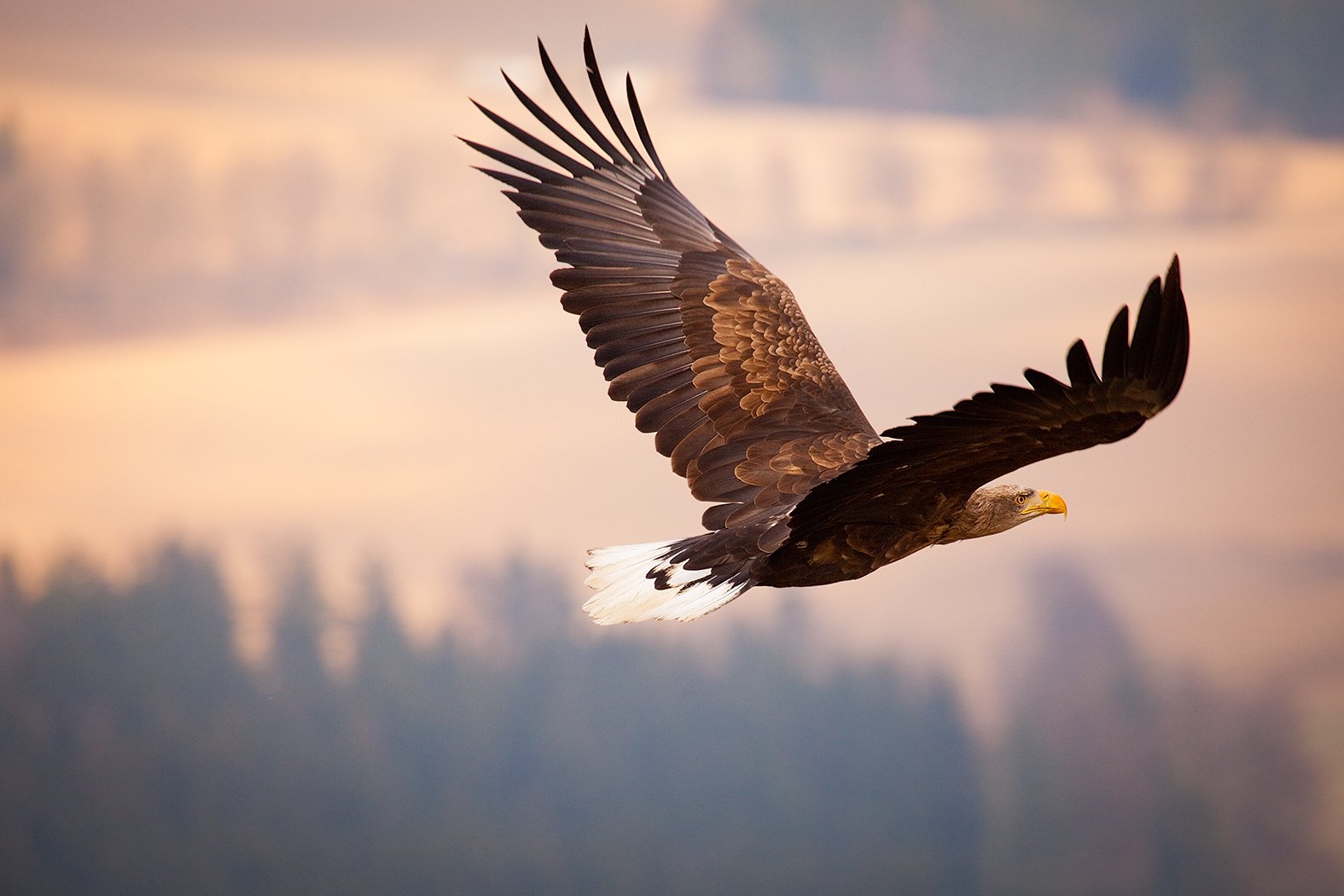 , Robert Adamec