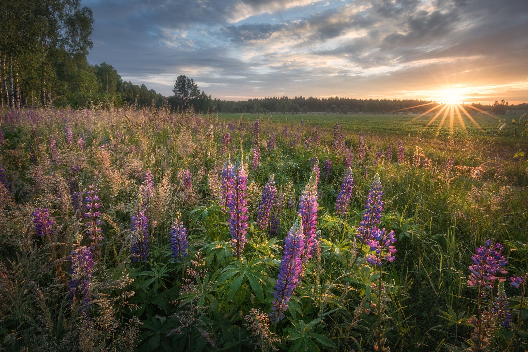 wildflower lupine sunrise sunstar sky clouds colours mood Podlasie Poland, Maciej Warchoł