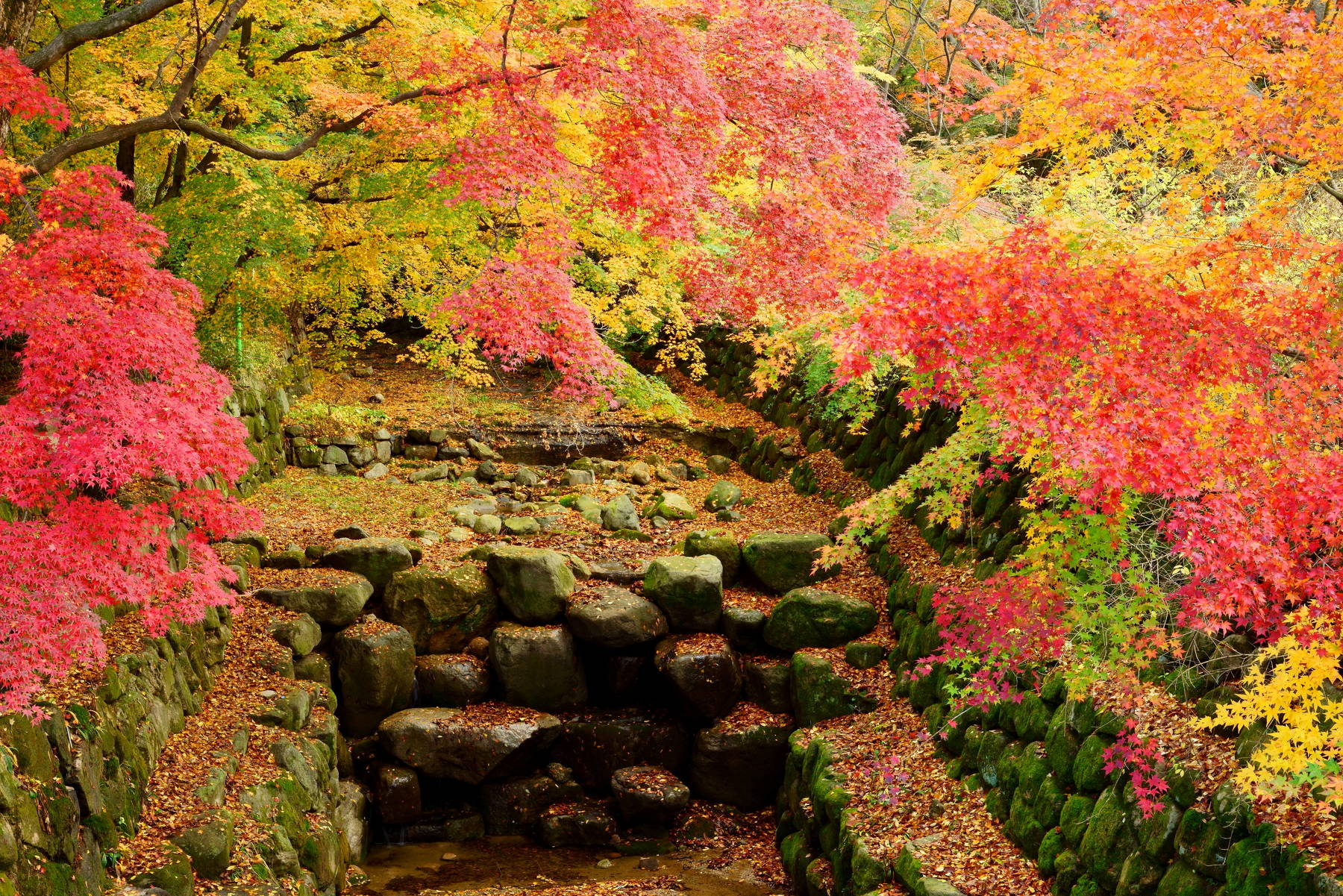 south korea, gyeongsangbukdo,morning, landscape, autumn, temple, leaves, branch, colorful, beauty,, Shin