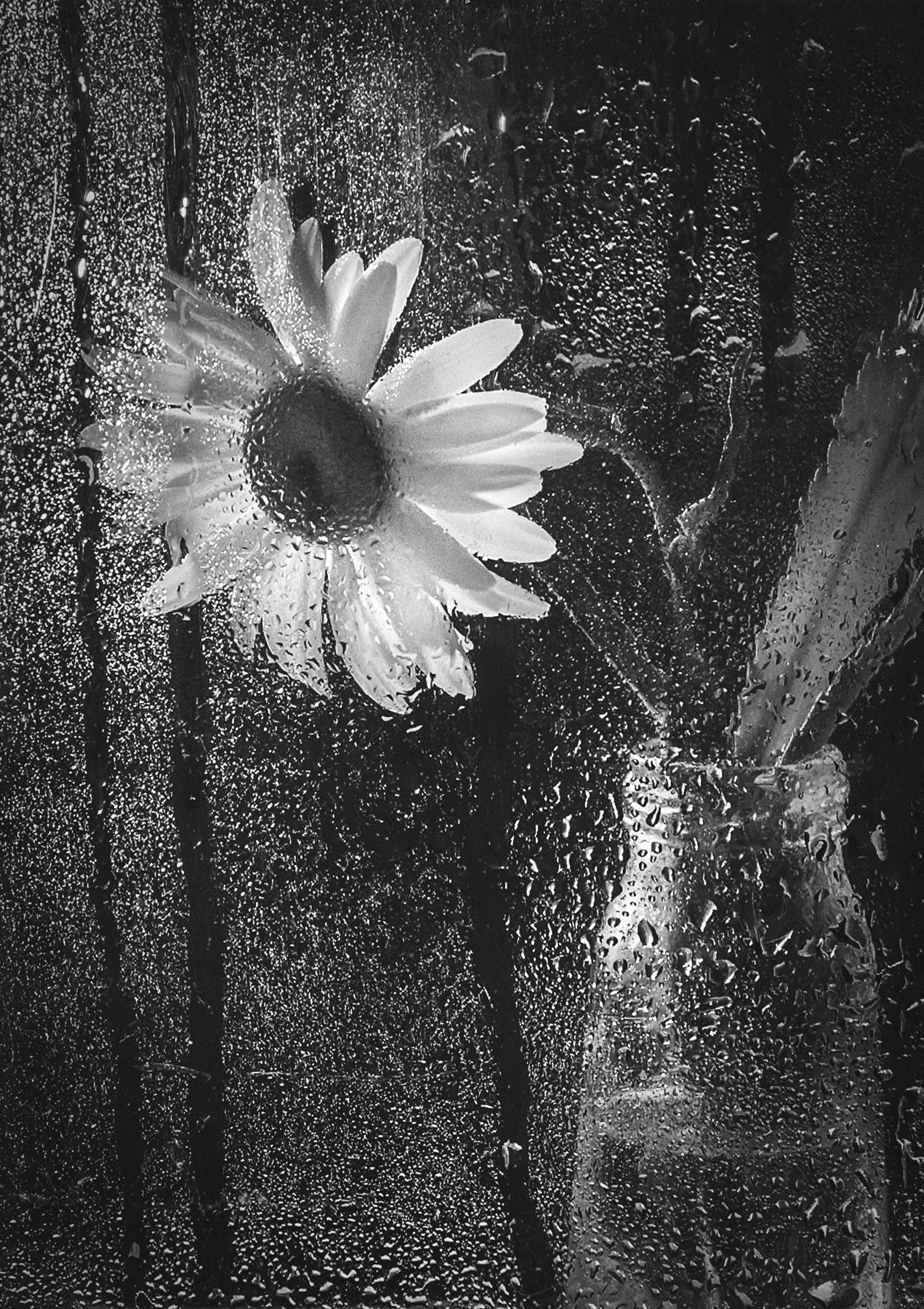 дождь,тоска,одиночество,чёрно-белый,ромашка,цветок,капли, Владимир Володин