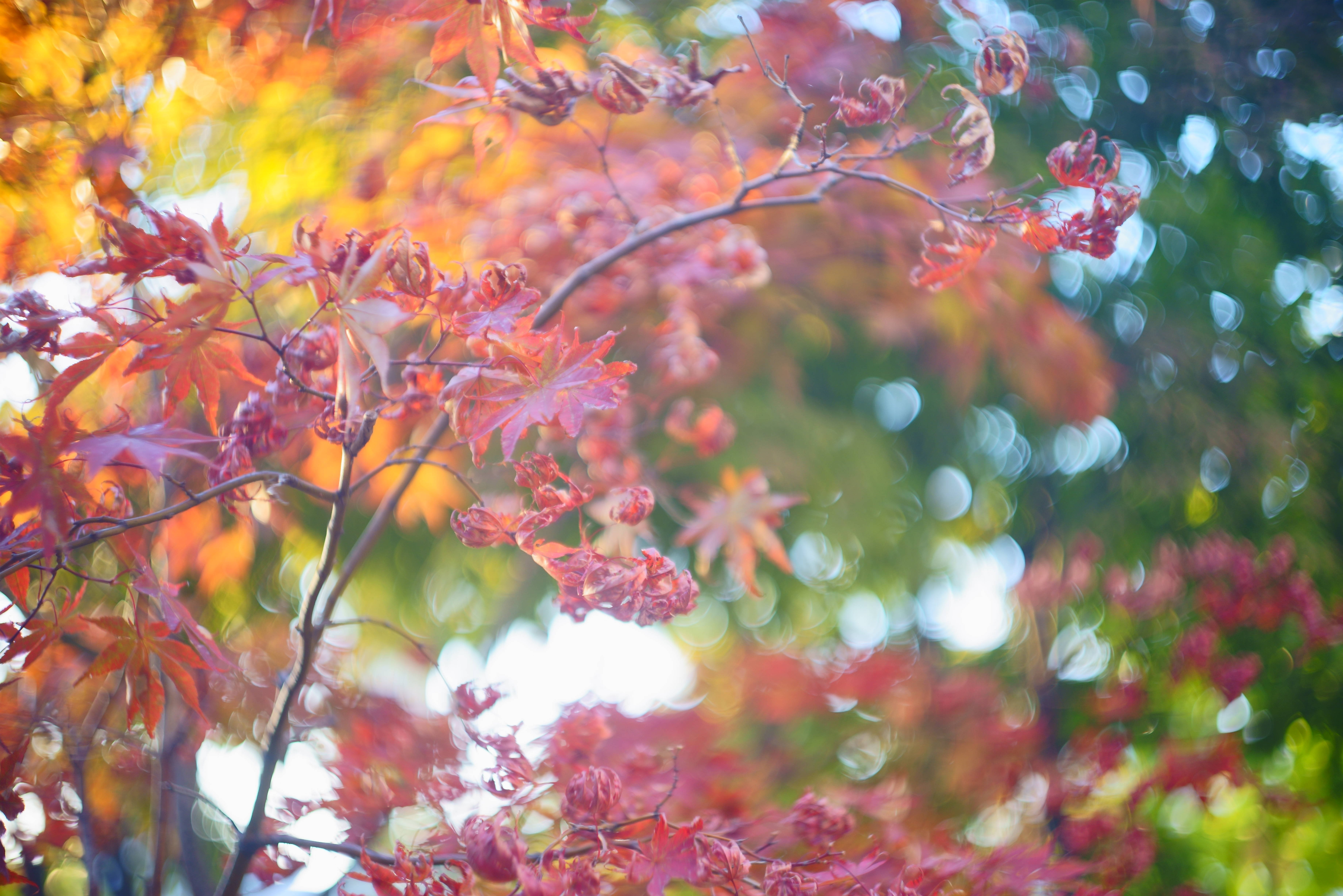 south korea, seoul, autumn, bokeh, maple, close-up, colorful, autumn leaves,, Shin