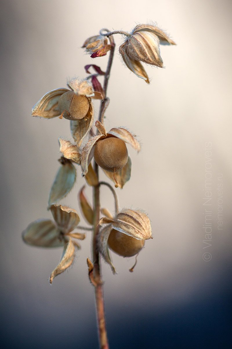 common rock-rose, Helianthemum nummularium, fruits, capsule, inflorescence, dry, summer, heat, plant, Russia, Northwestern Caucasus, Krasnodar Territory, Dzhankhot., Владимир Нейморовец