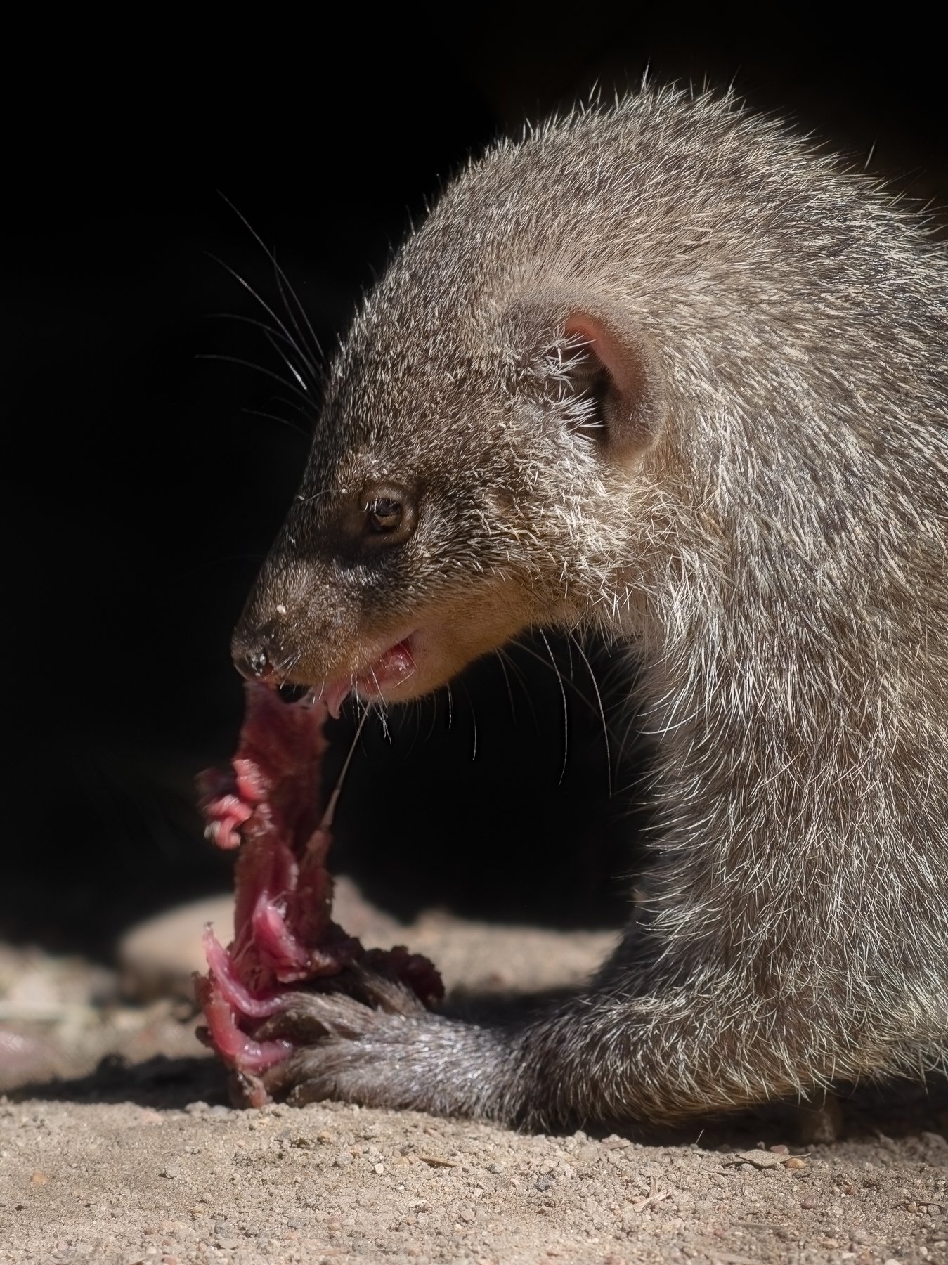 wild, wildanimal, wildanimals, wildlife, wildlifephotography, wild_animal, wildanimalphotography,беларусь,минский зоопарк,minsk zoo, belarus,мангуст,mongoose, Полина Хрол