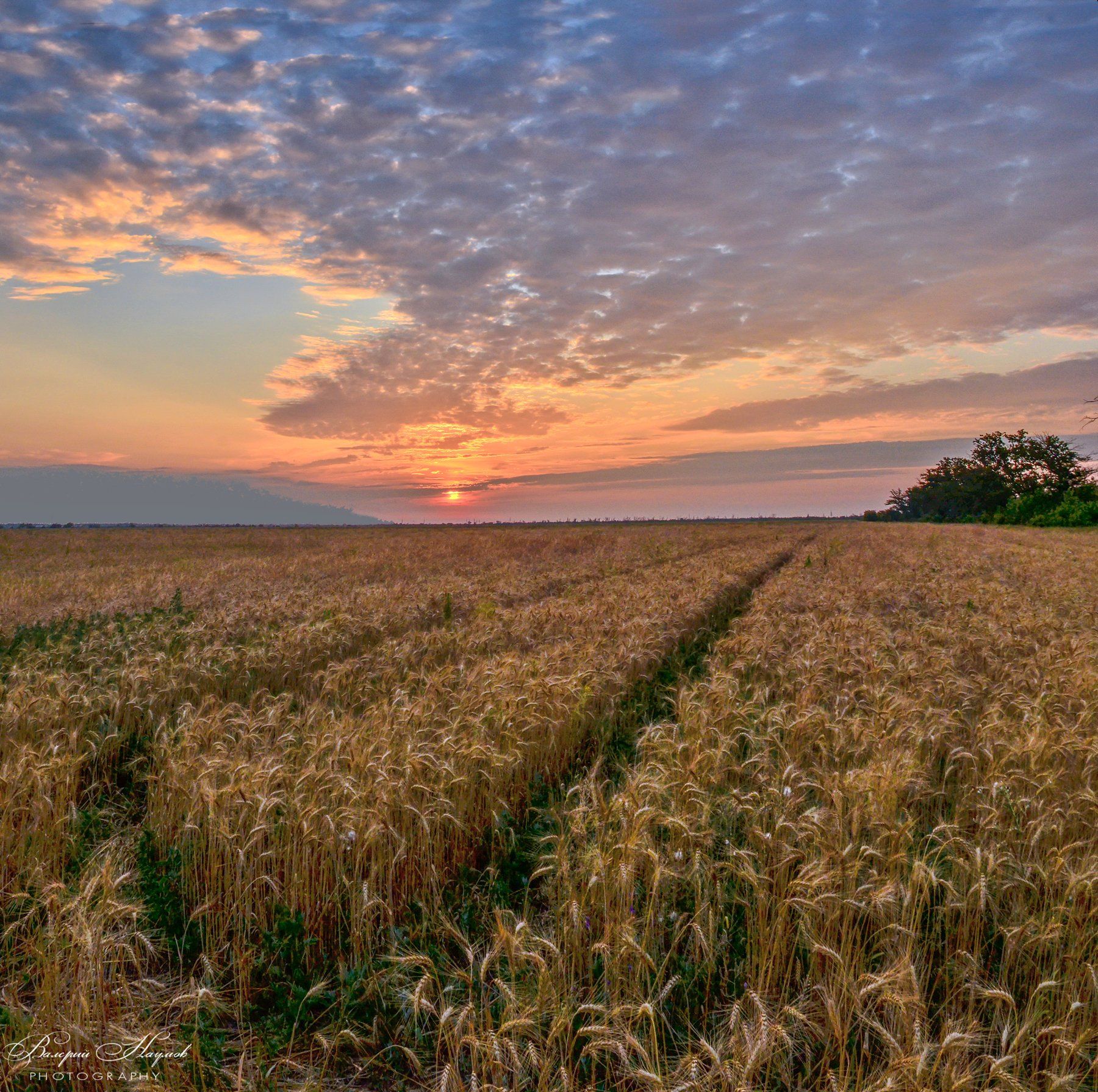 утро, поле, пшеница, рассвет, восход, июль, Валерий Наумов