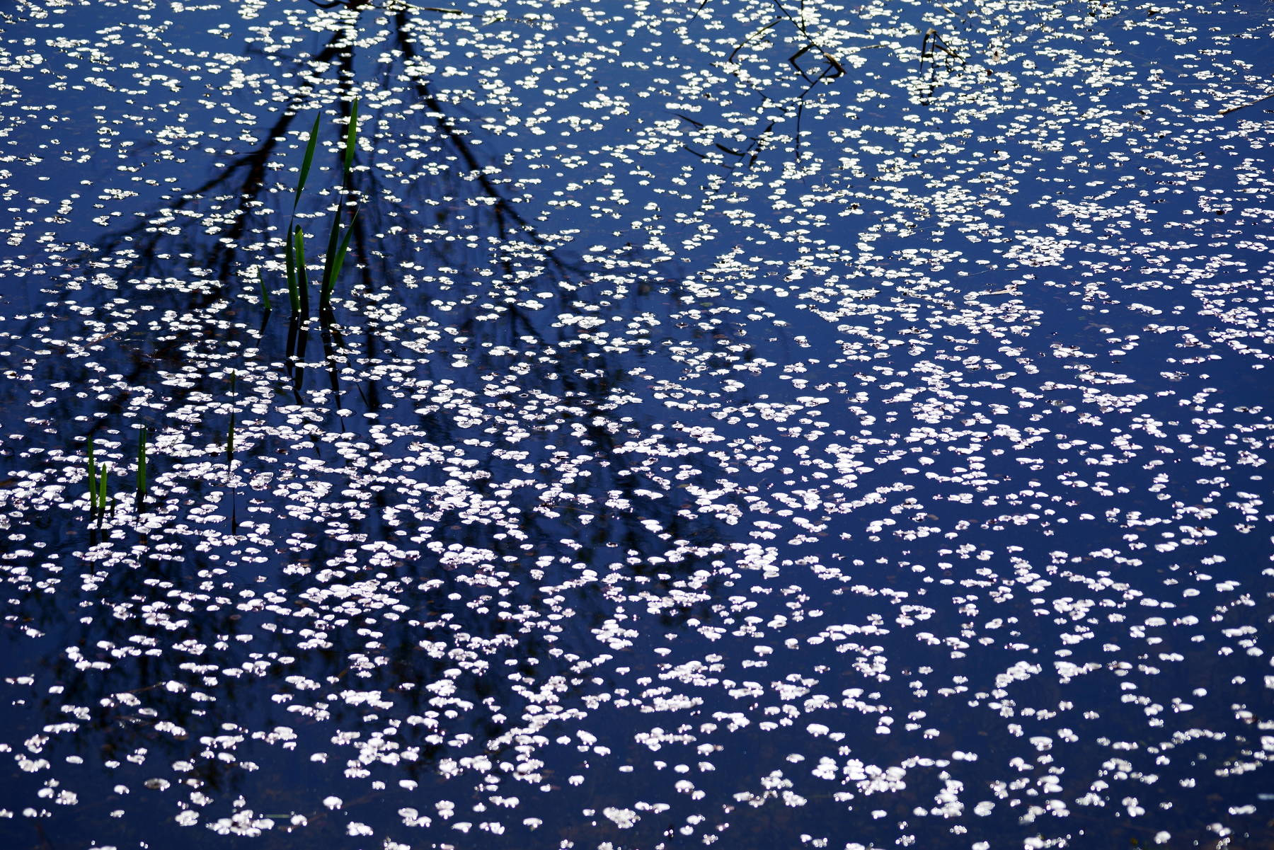 south korea, gangwondo, autumn, water, light, reflection, silhouette, blue, tree, abstraction, delight, Shin