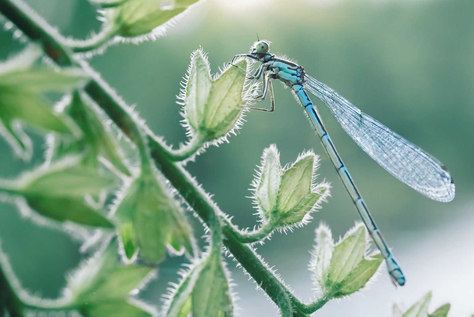 dragonfly, nature, природа, Юлия Яремко