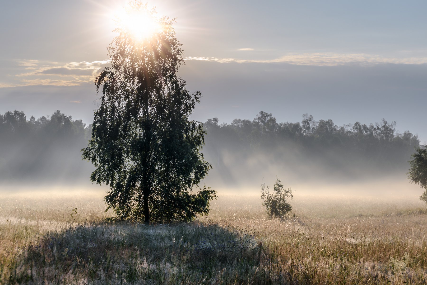 fog,field,light,sun,mist,sky,nikon,tree,forest,nature,clouds,summer,morning,atmosphere,, Krzysztof Tollas