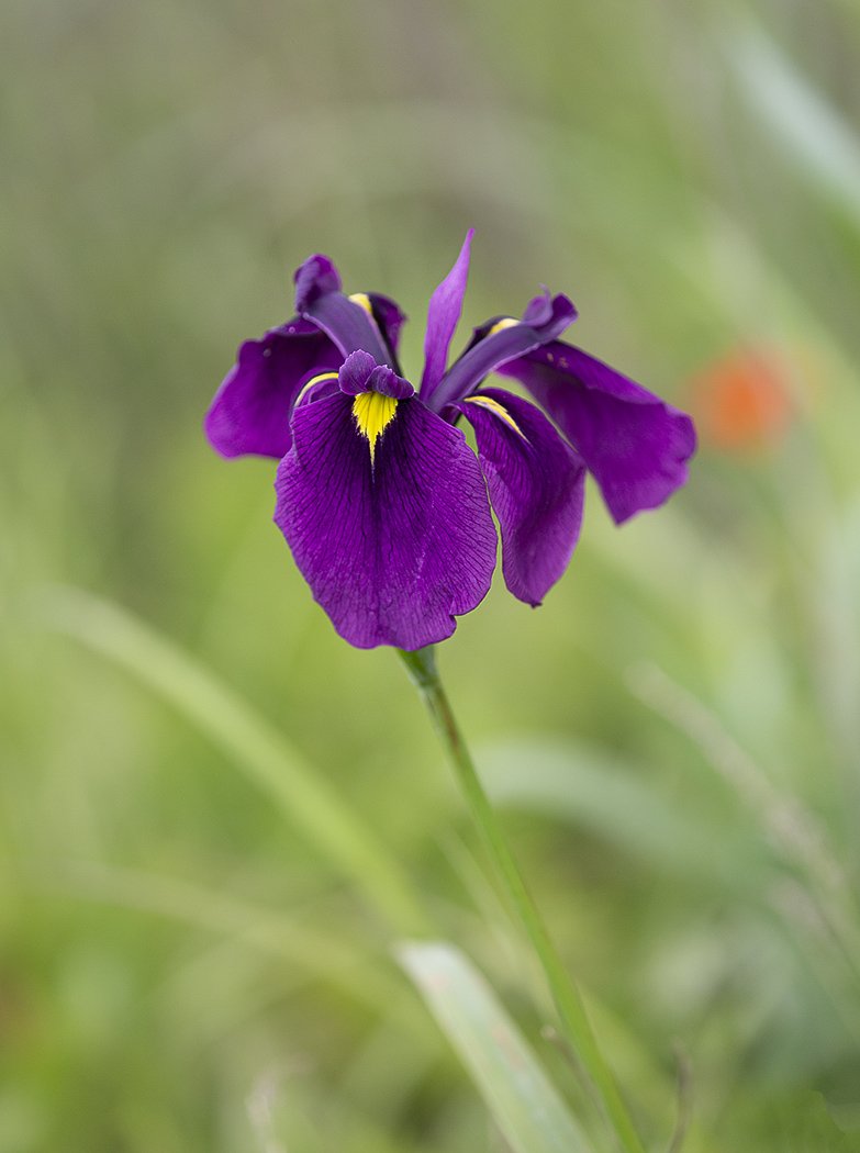 ирис мечевидный iris ensata владивосток остров русский., Евгений Слободской