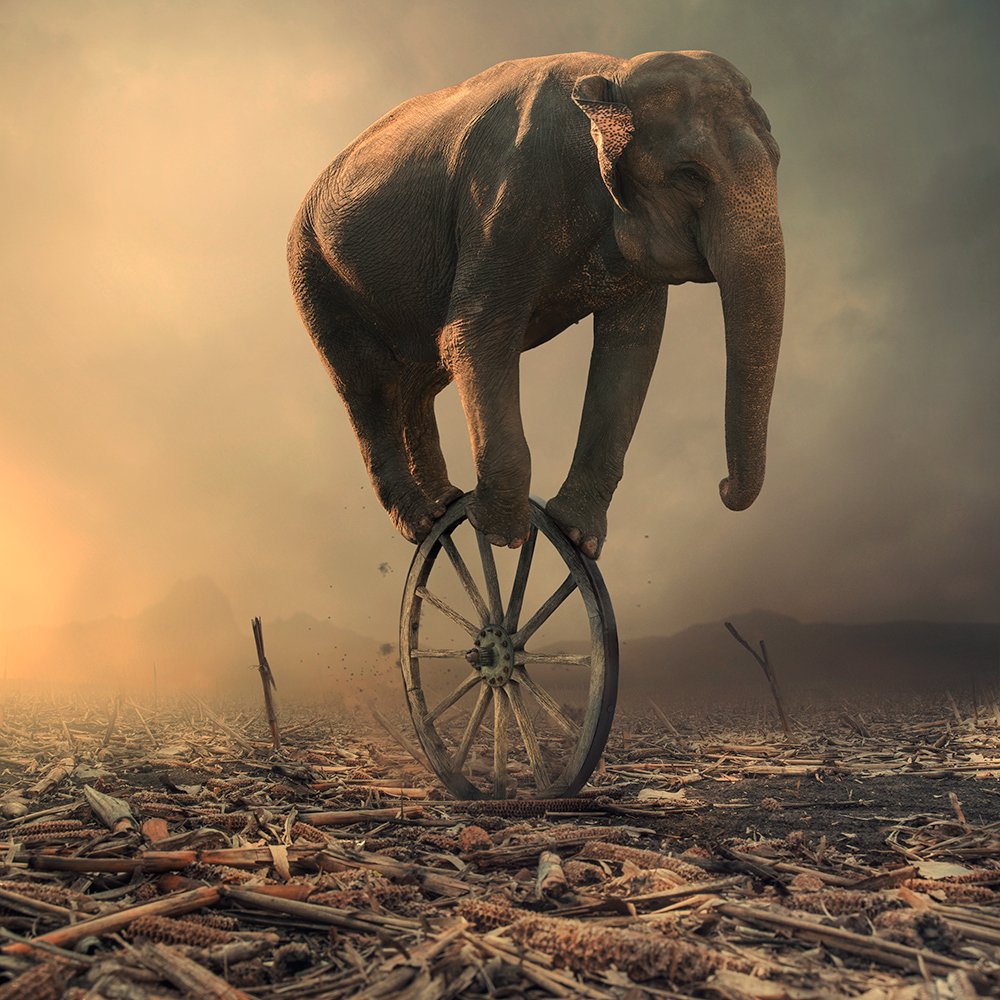 wheel, spinner, elephant, ground, sky, light, reflection, corn, manipulation, tutorials, psd, clouds, mounting, Caras Ionut