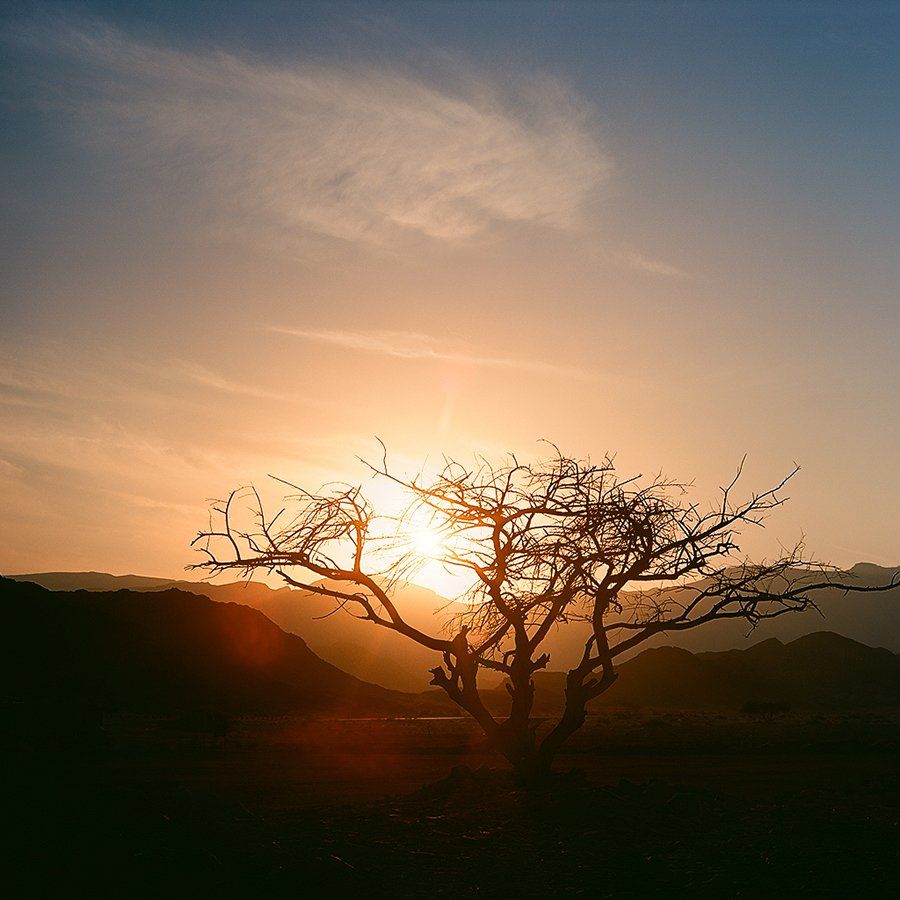 закат, пустыня, израиль, солнце, дерево, Александр Стрекалин