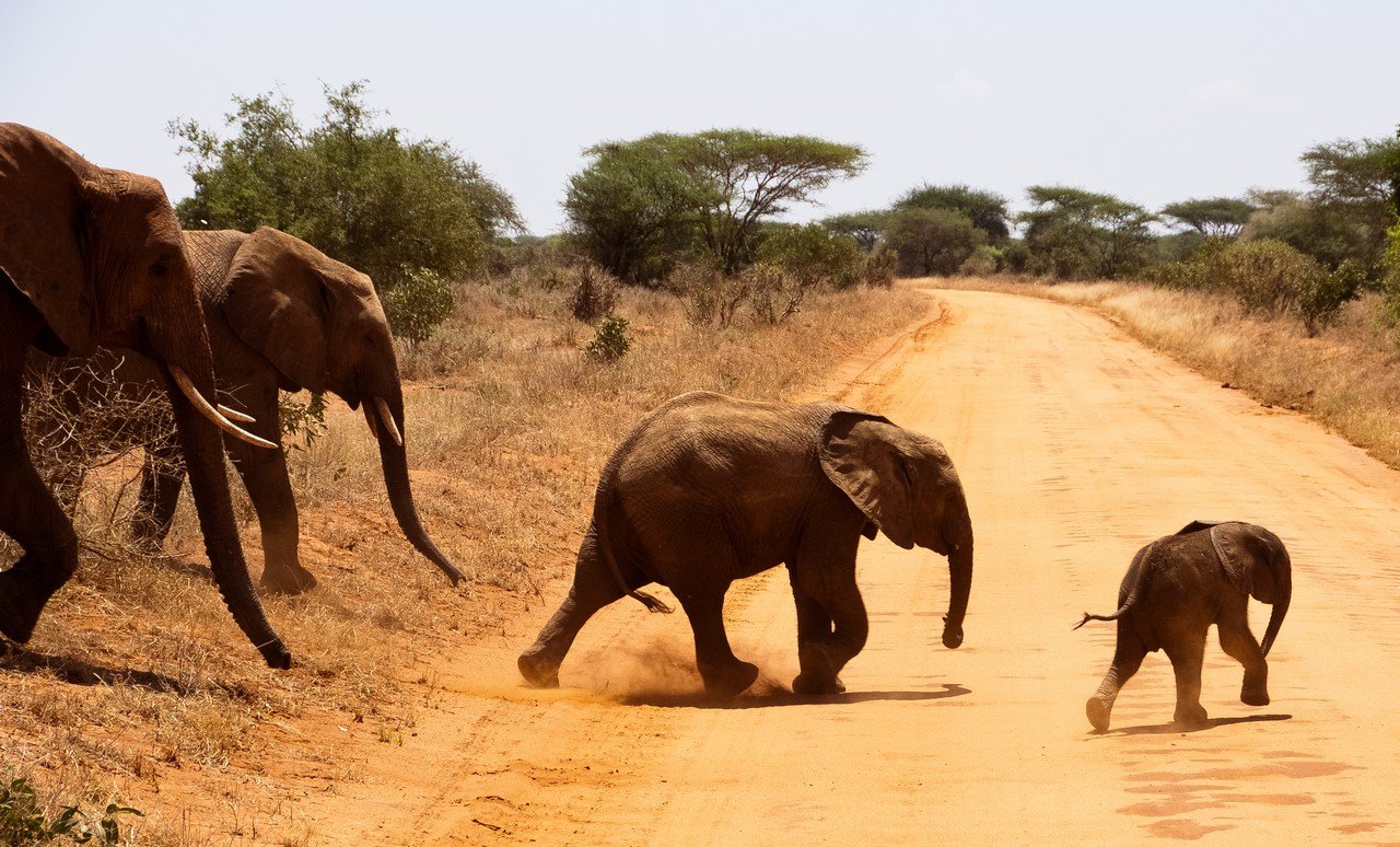 африка, кения, путешествие, животные, слон, сафари, Сергей Пестерев