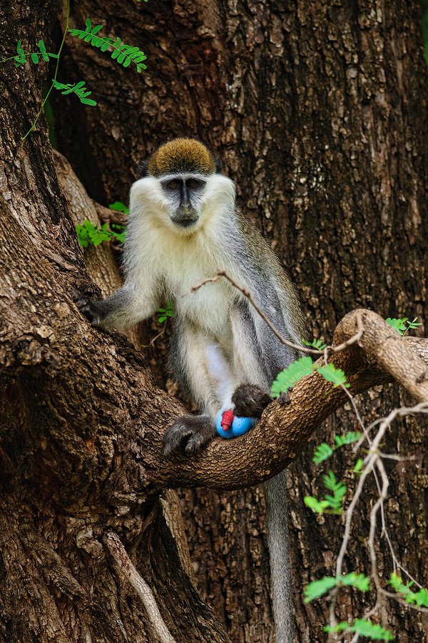 обезьяна, мартышка, эфиопия, animals, wildlife, ethiopia, mammals, monkey, Илья Гомыранов