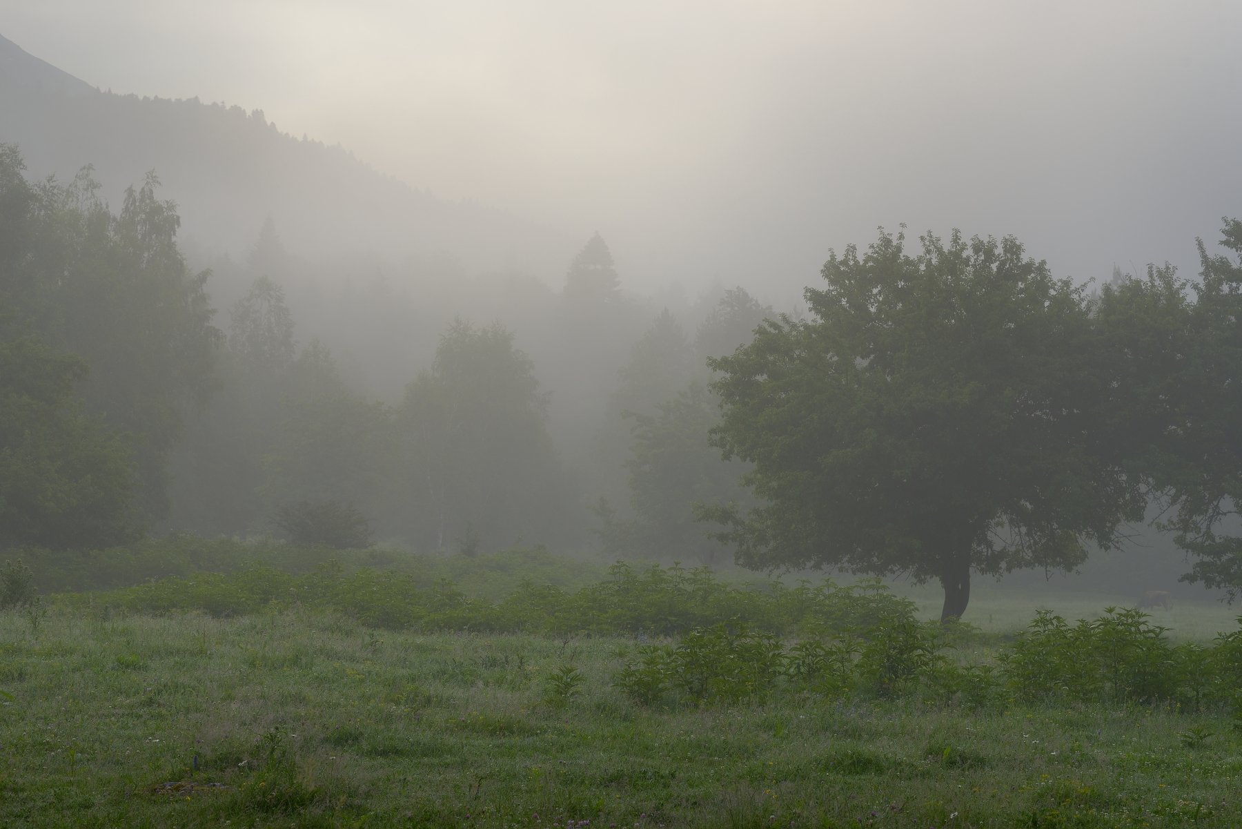 горы лето утро туман, Александр Жарников