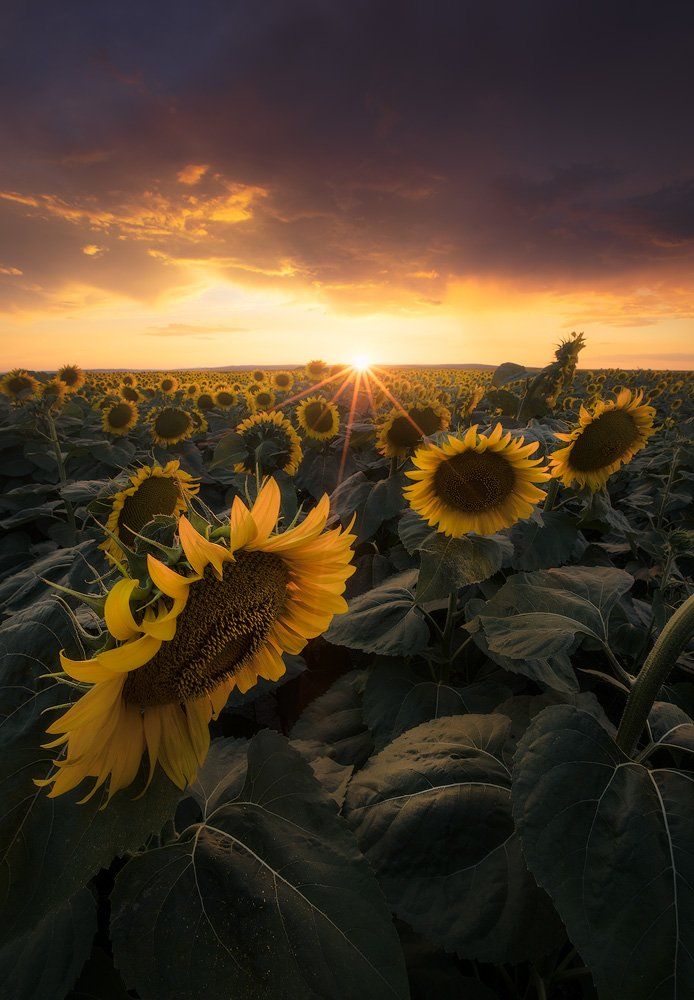 summer, flowers, sunflowers, sun, sunset, clouds, landscape, nature, Lyuboslav