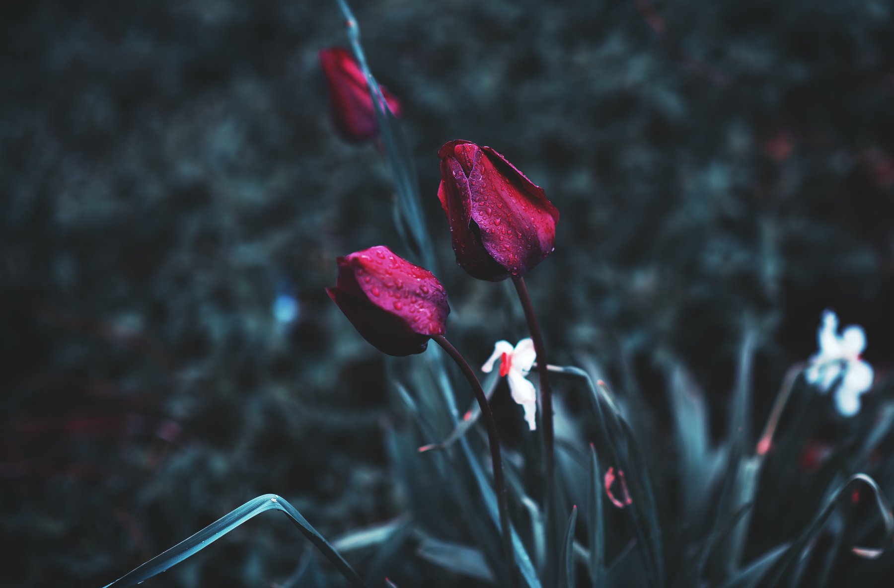 #tulip #nature #garden #flowers #rain #dark, Sabrina DAlonzo