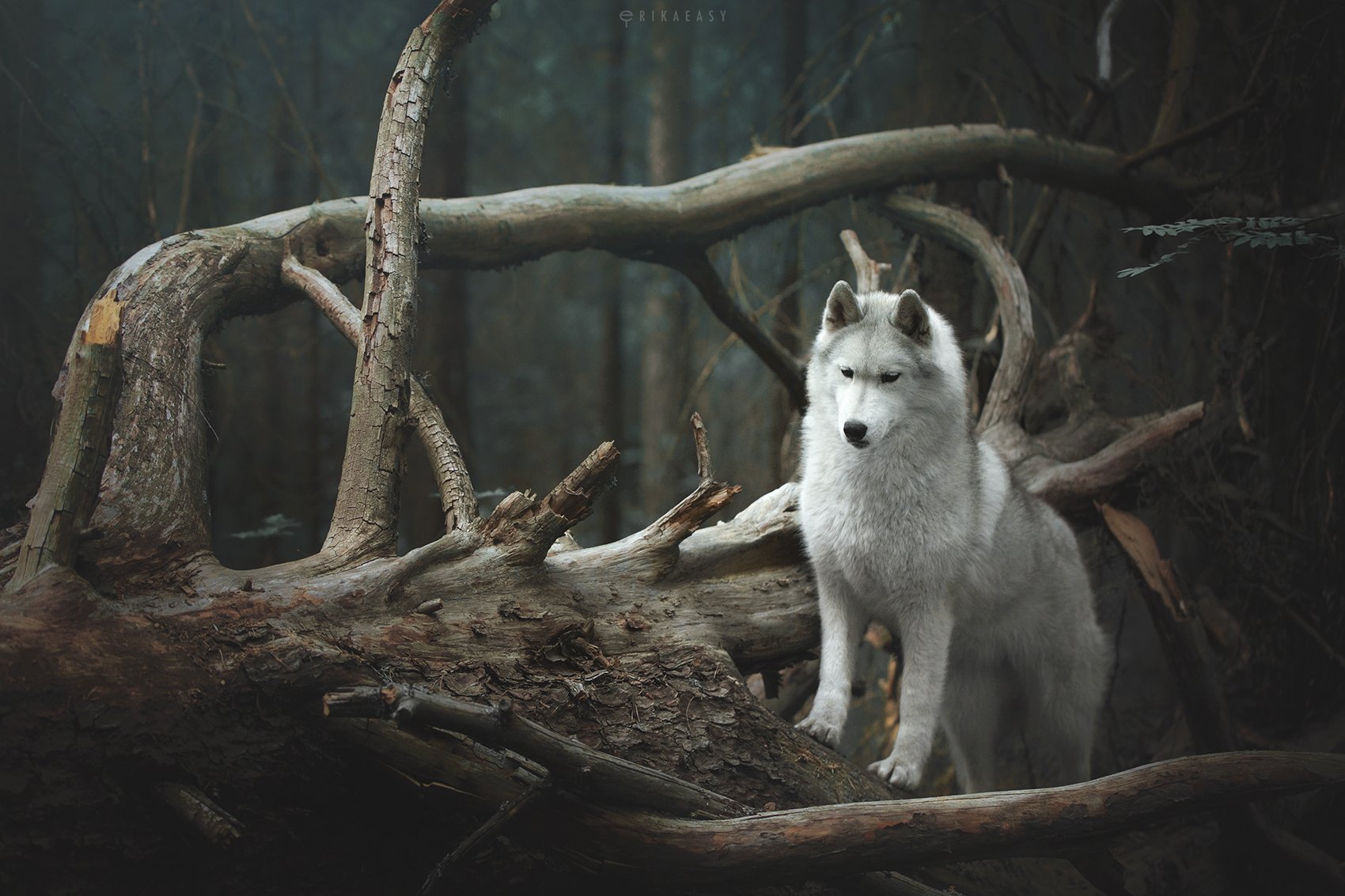 husky, wood, karelia, Erika Tsogoeva