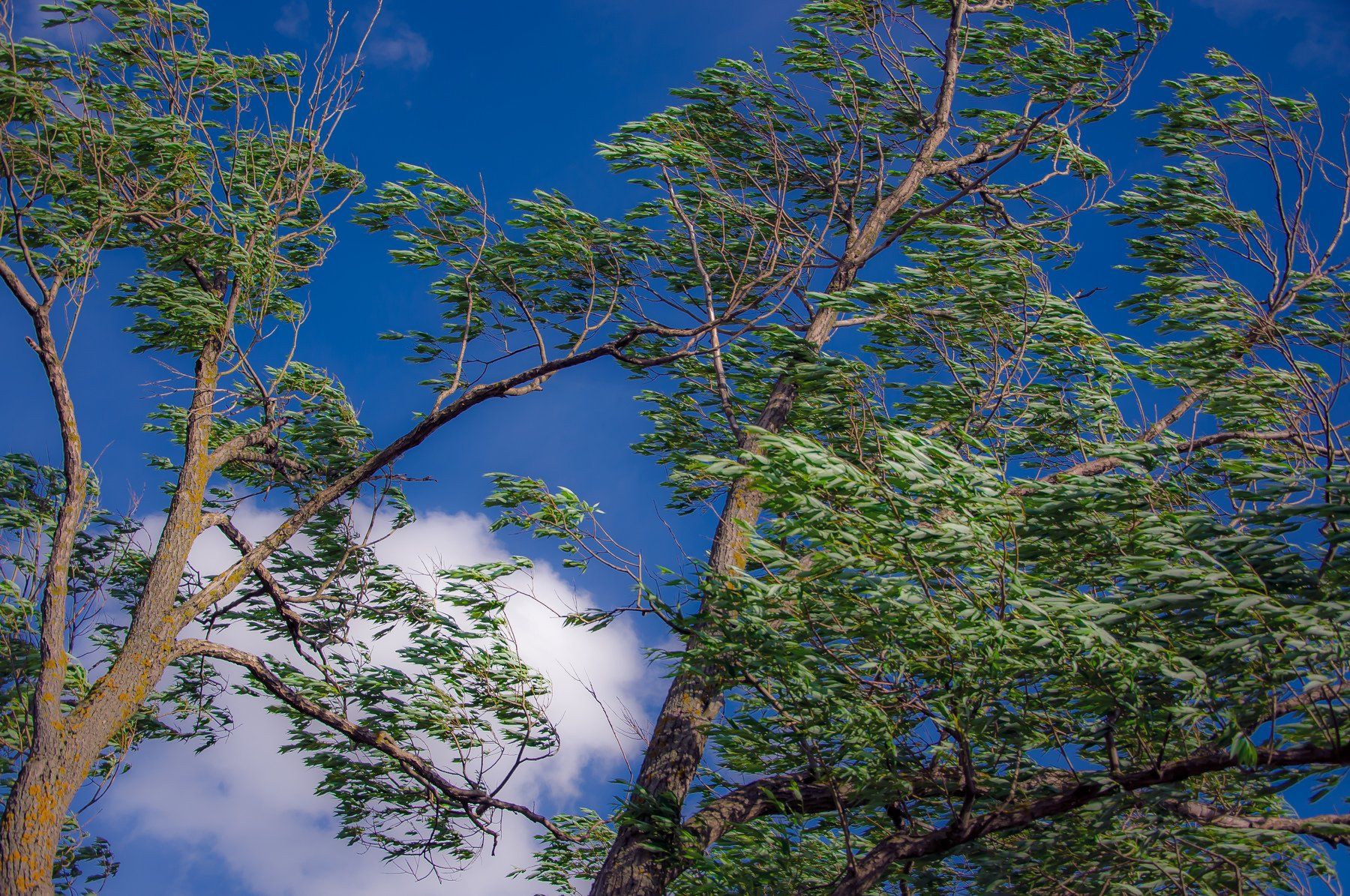 outdoor, tree, leaves, wind, sky, nature, growth, green, color, day, blue, forest, beauty, plant, coastal, Евгений Демидов