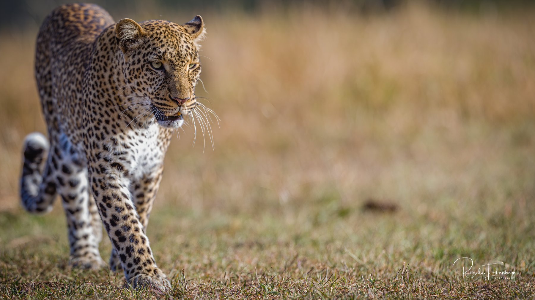 #leopard #bigcats , Ruzdi Ekenheim