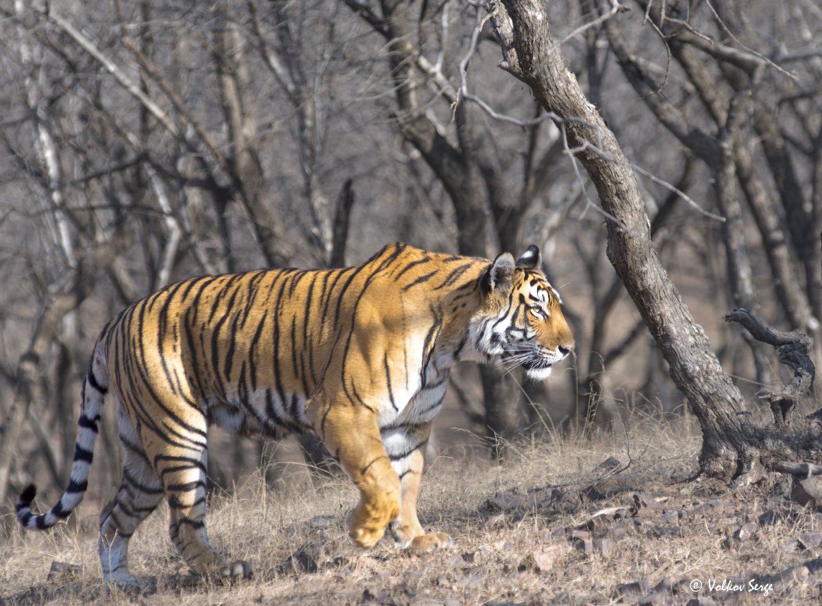 индия, тигр, дикая природа, фотоохота, бенгальский тигр, panthera tigris bengalensis, panthera tigris, Сергей Волков