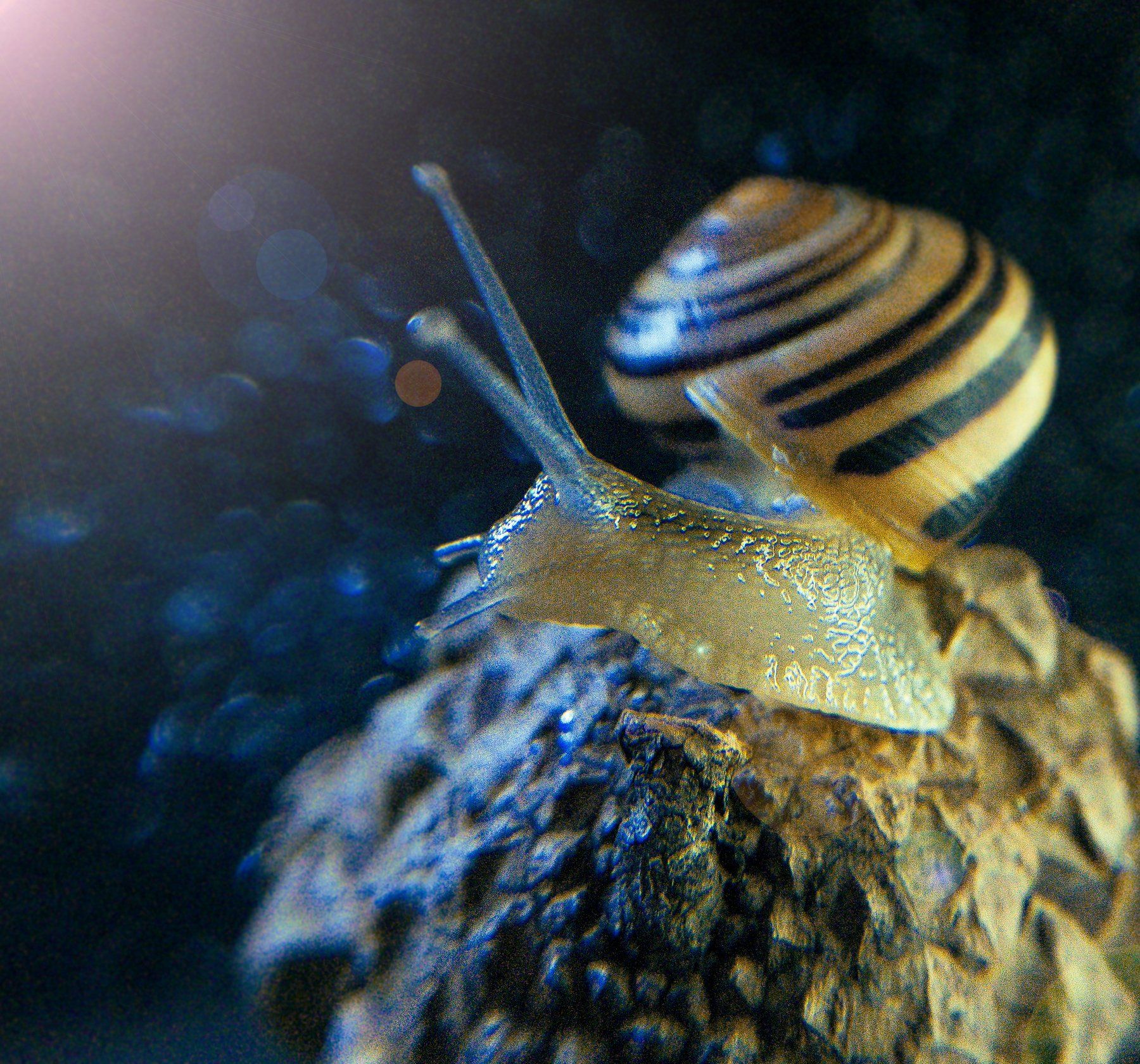 макро, улитка, мобильное фото, Вероника Денисова