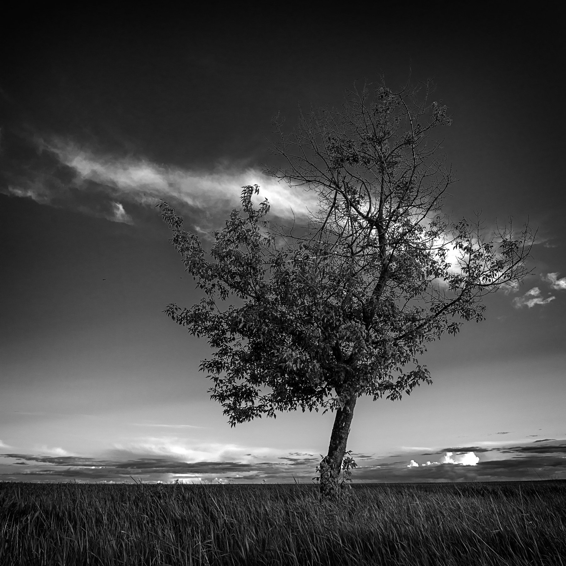 , Чистаев Александр