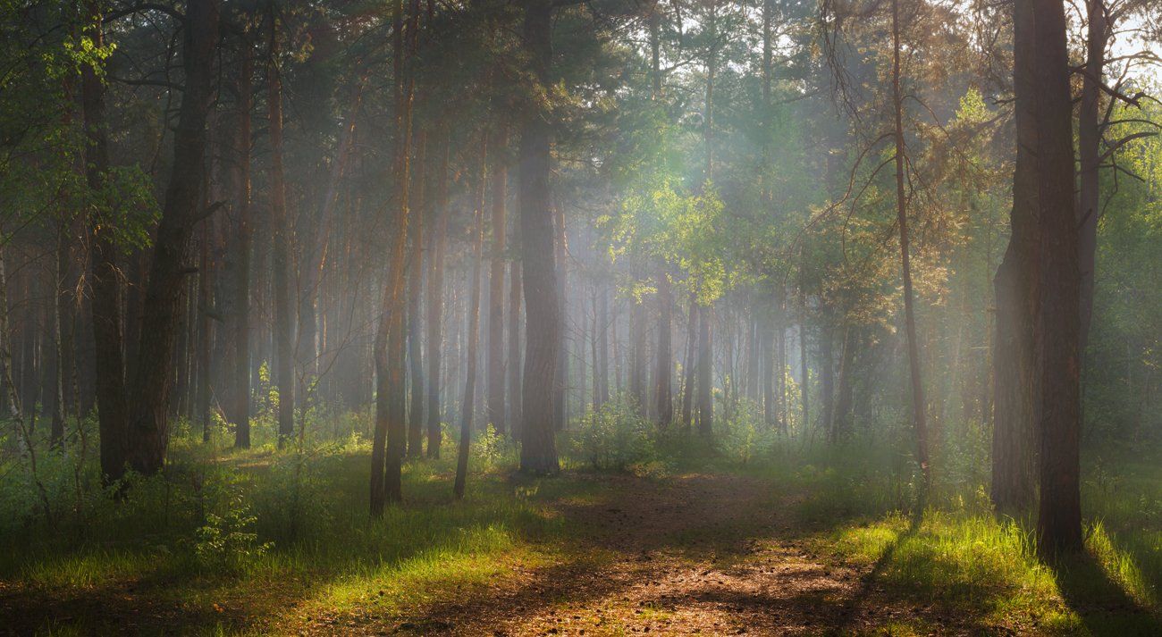 лес, весна, май, утро, туман, Галанзовская Оксана