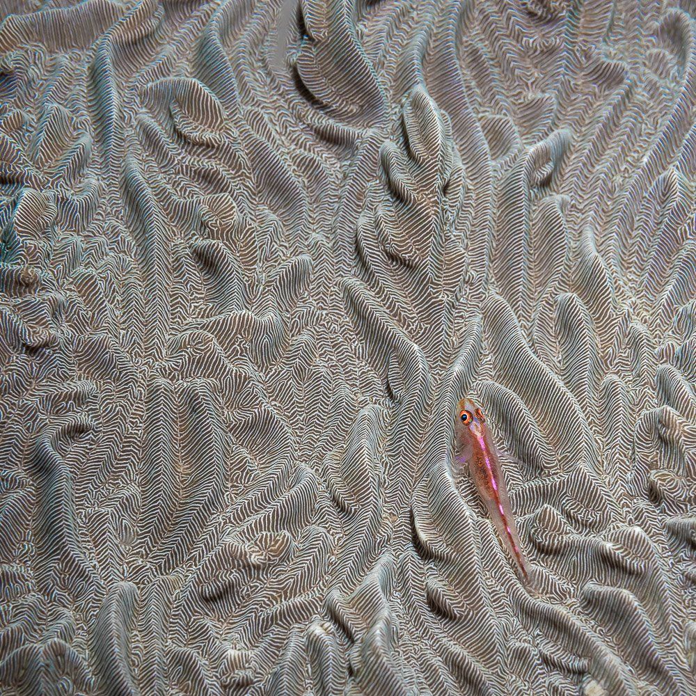 goby fish, Андрей Савин