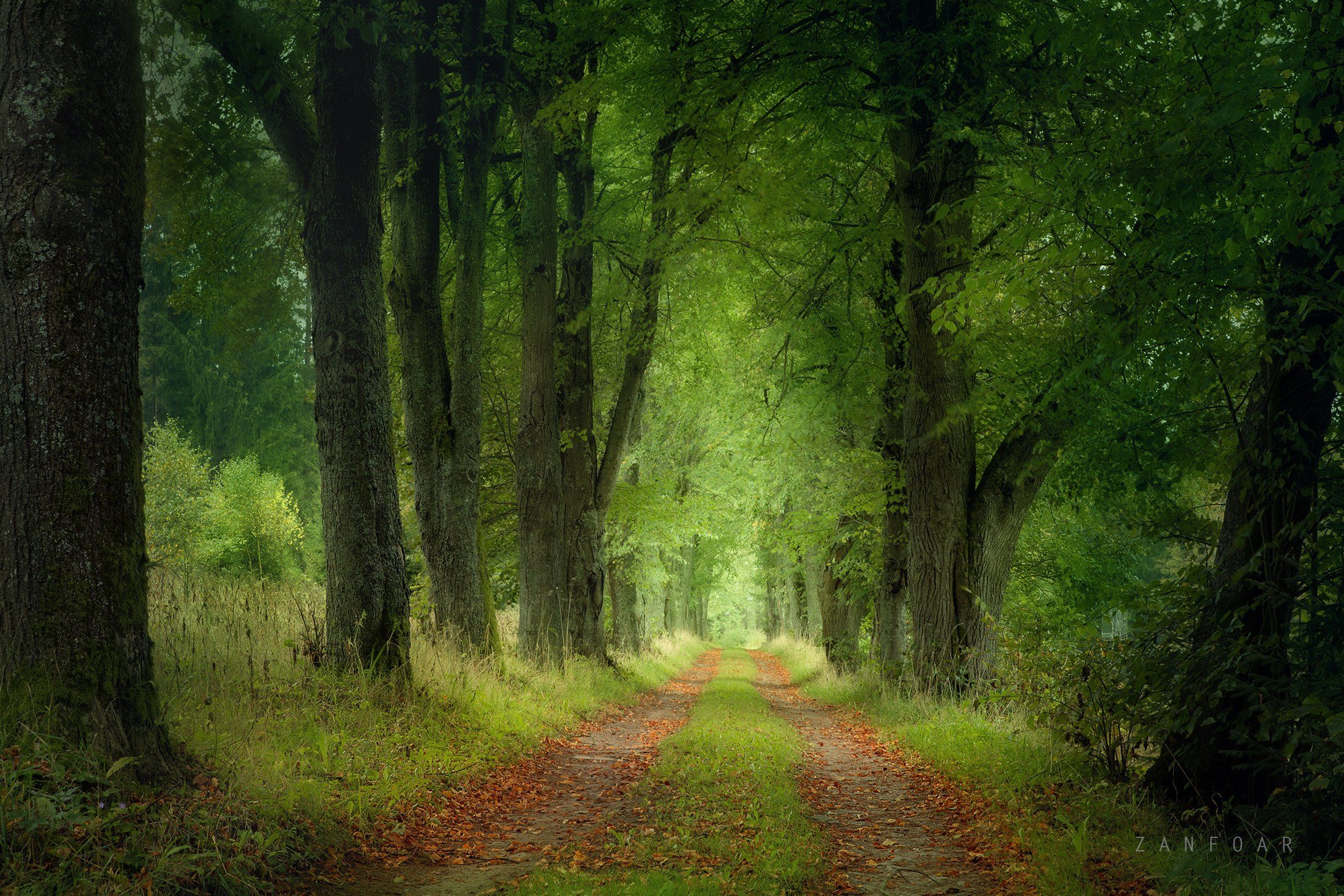 красота лесных дорогa,красота, лес,дорогa,аллея, деревья, листья, осень ,чехия,zanfoar,czech republic,nikon d750,природа, Zanfoar