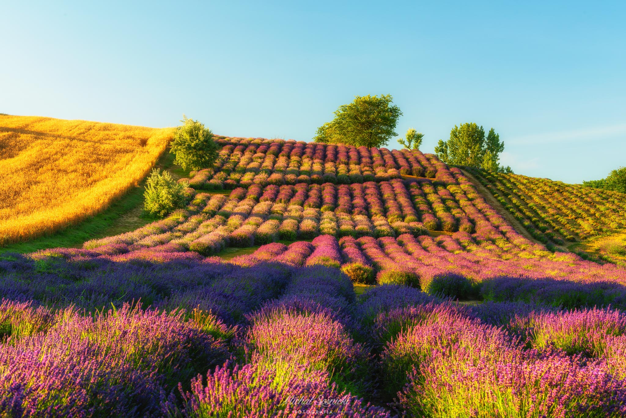 #poland #sunrise #lavender #flowers #morning #color #nature #benro #pentax, Michał Sośnicki