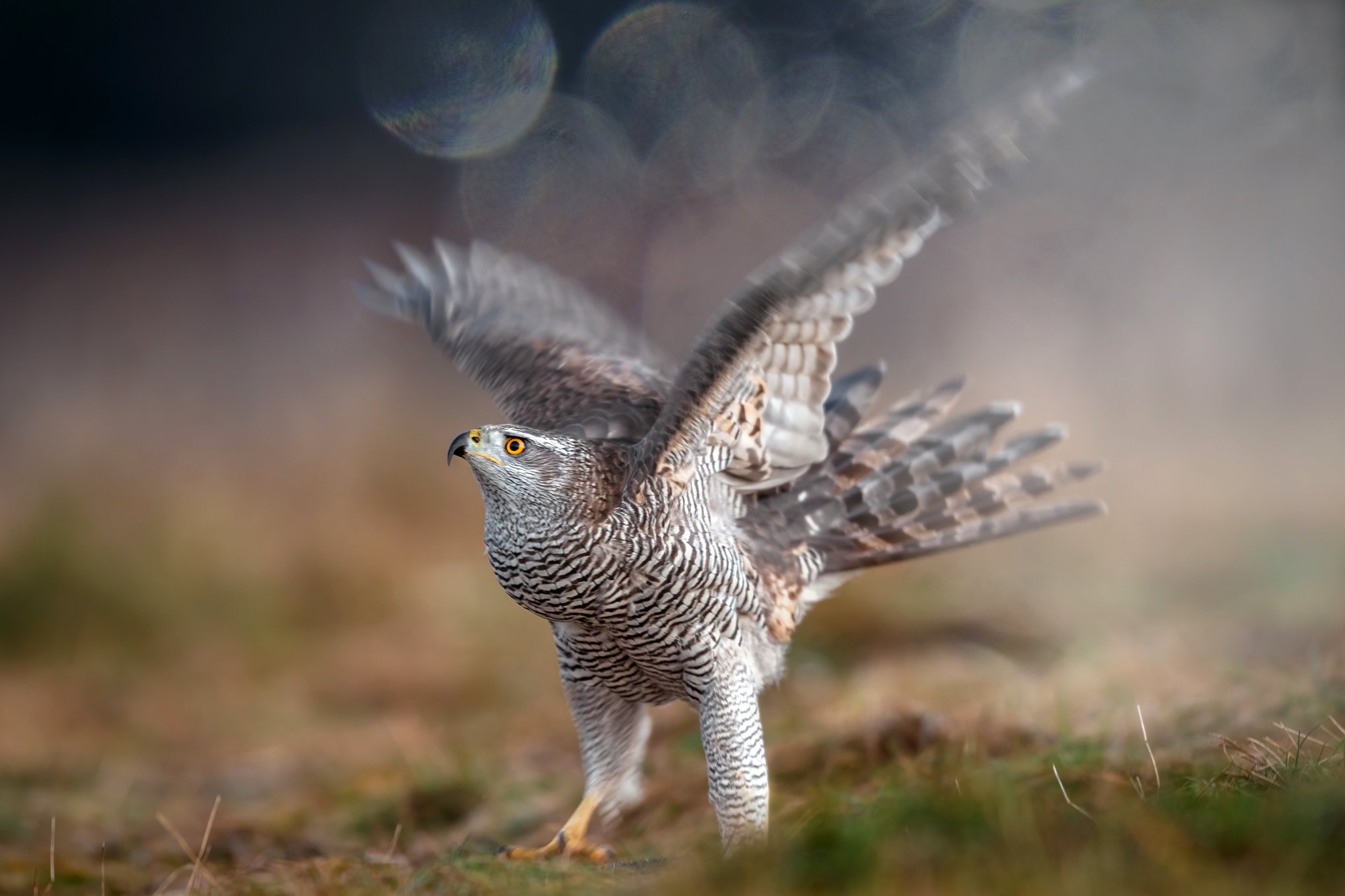  jastrząb gołębiarz, Accipiter gentilis , ptak, ptaki, drapieżnik, птак, птаки, драпежник, Robert Szmytkowski