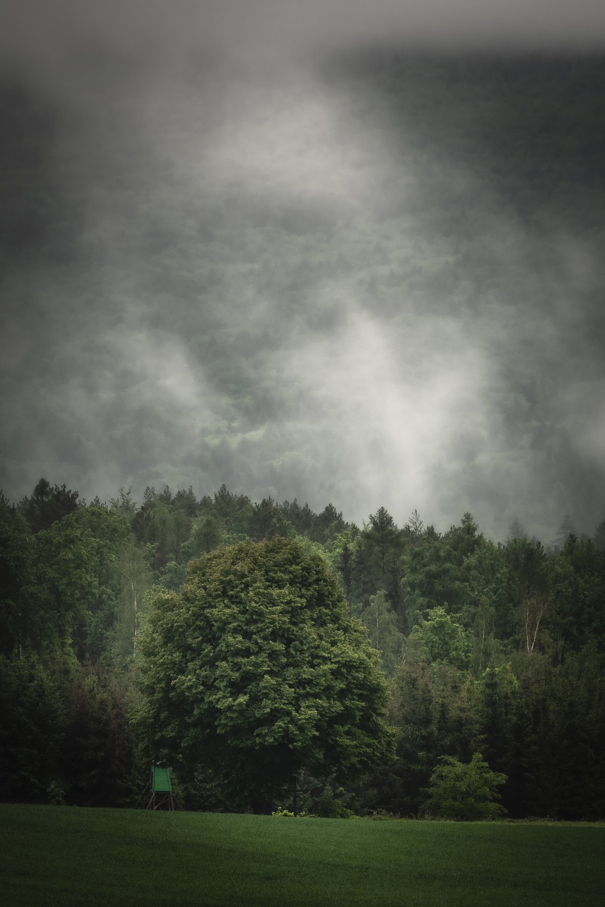 fog, forest, tree, field, rain, spring, Tomasz Myśliński