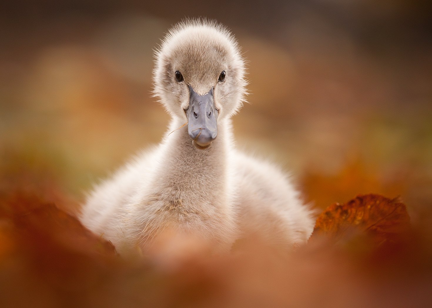 , Robert Adamec