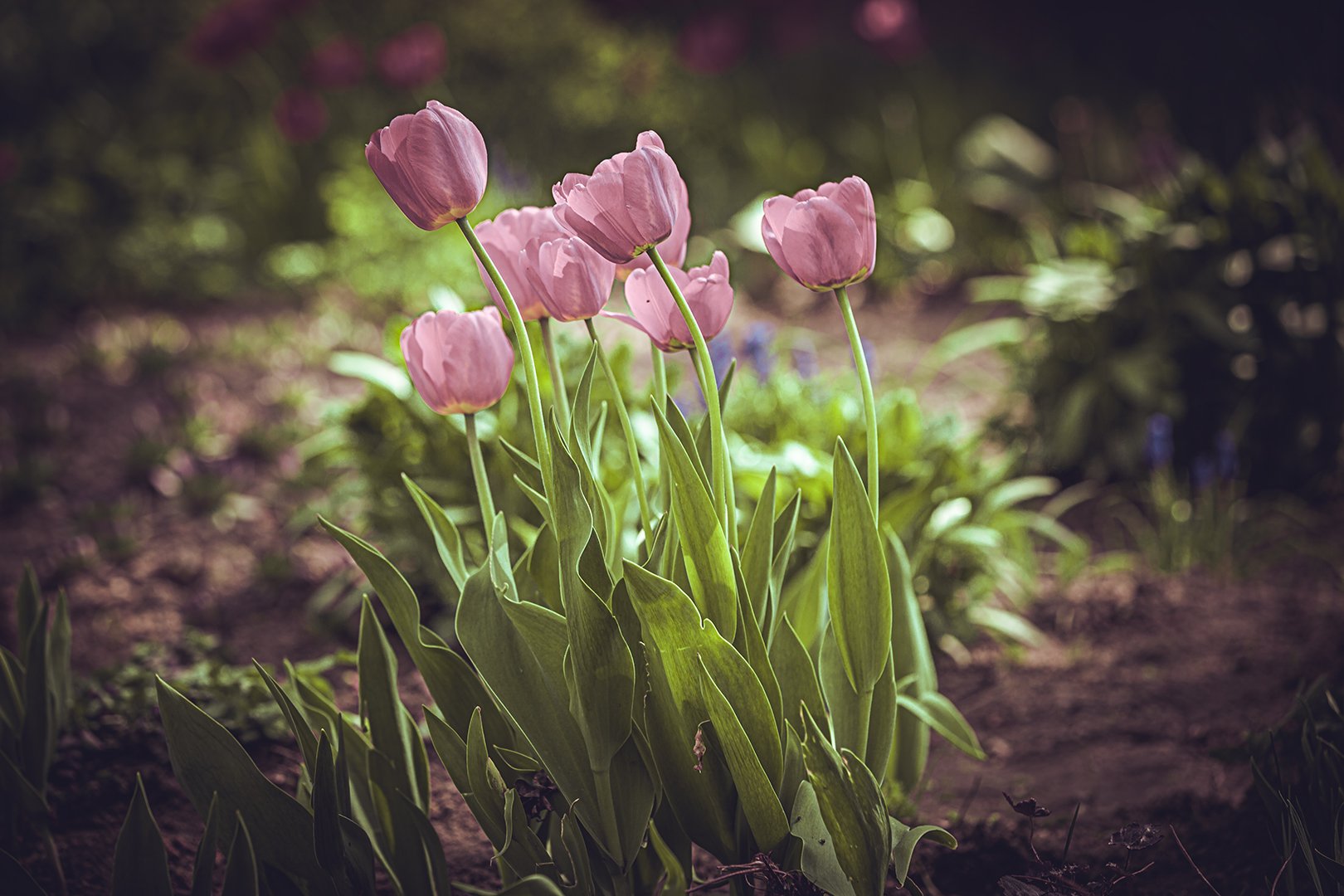 тюльпаны, настроение, весна, Юрий Шурчков