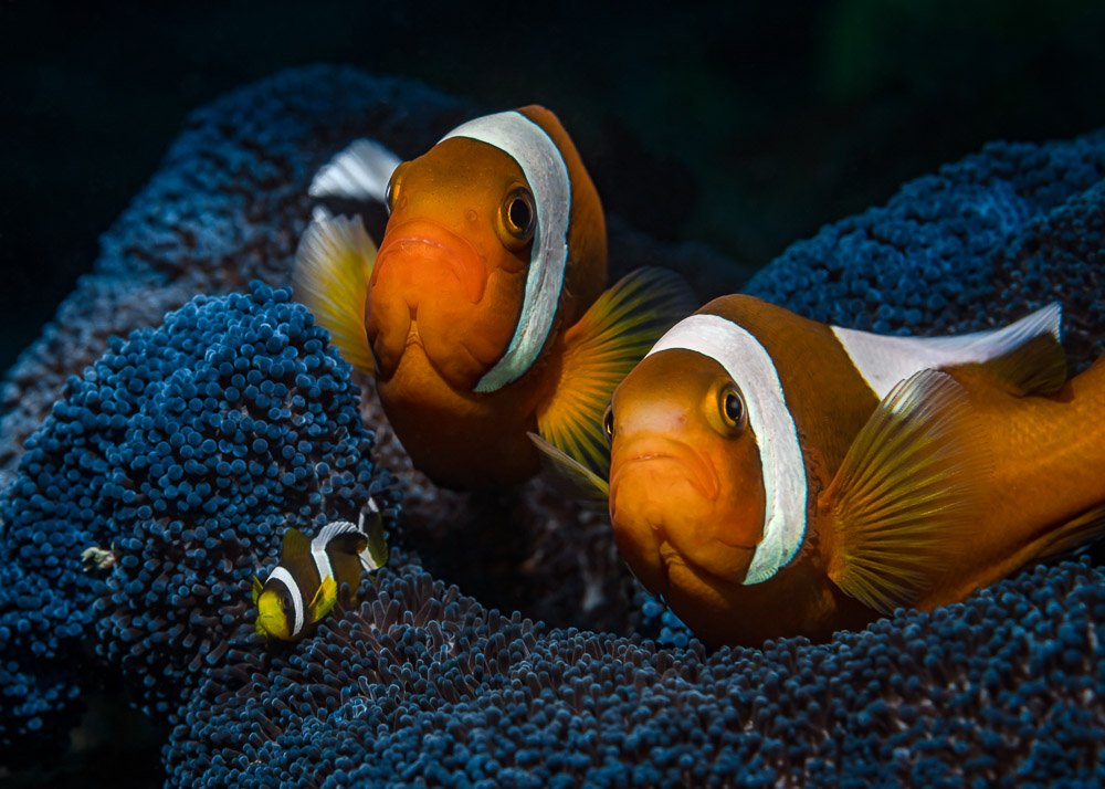 anemonefish, Андрей Савин