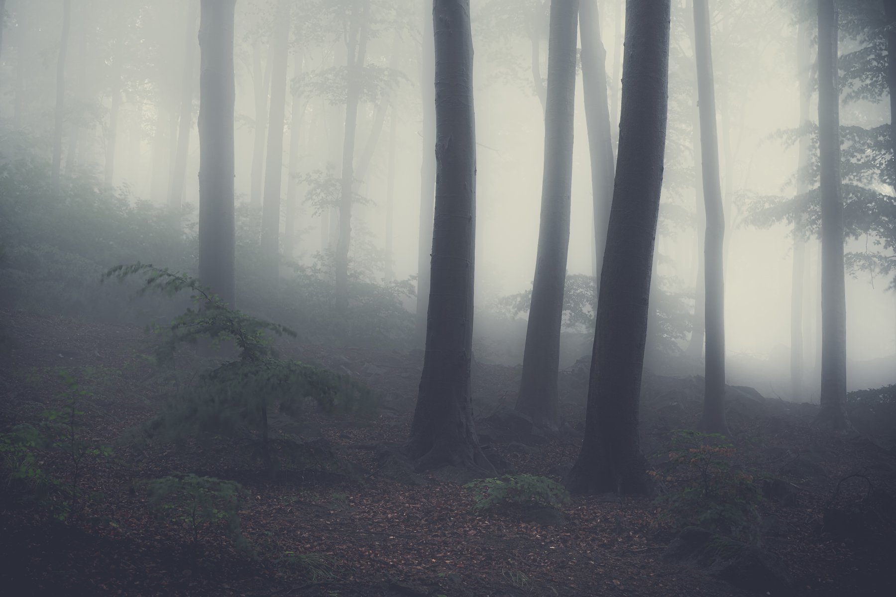 fog, forest, tree, field, rain, spring, poland, mountains, mystic, Tomasz Myśliński