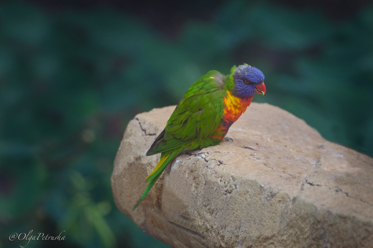 попугай разноцветный красный зеленый камень птица, Ольга Петруша