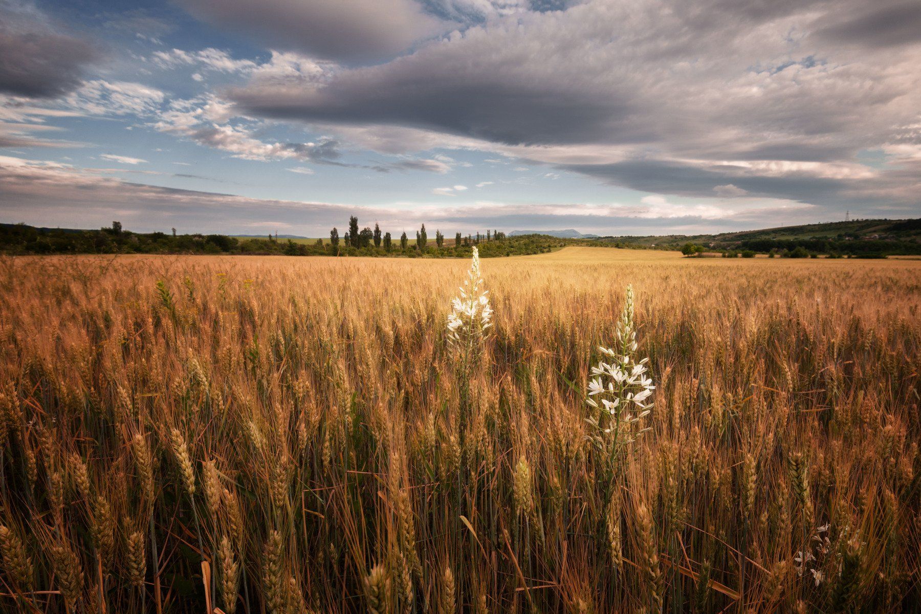 крым, пшеница, пейзаж, день, Наташа Фирсова