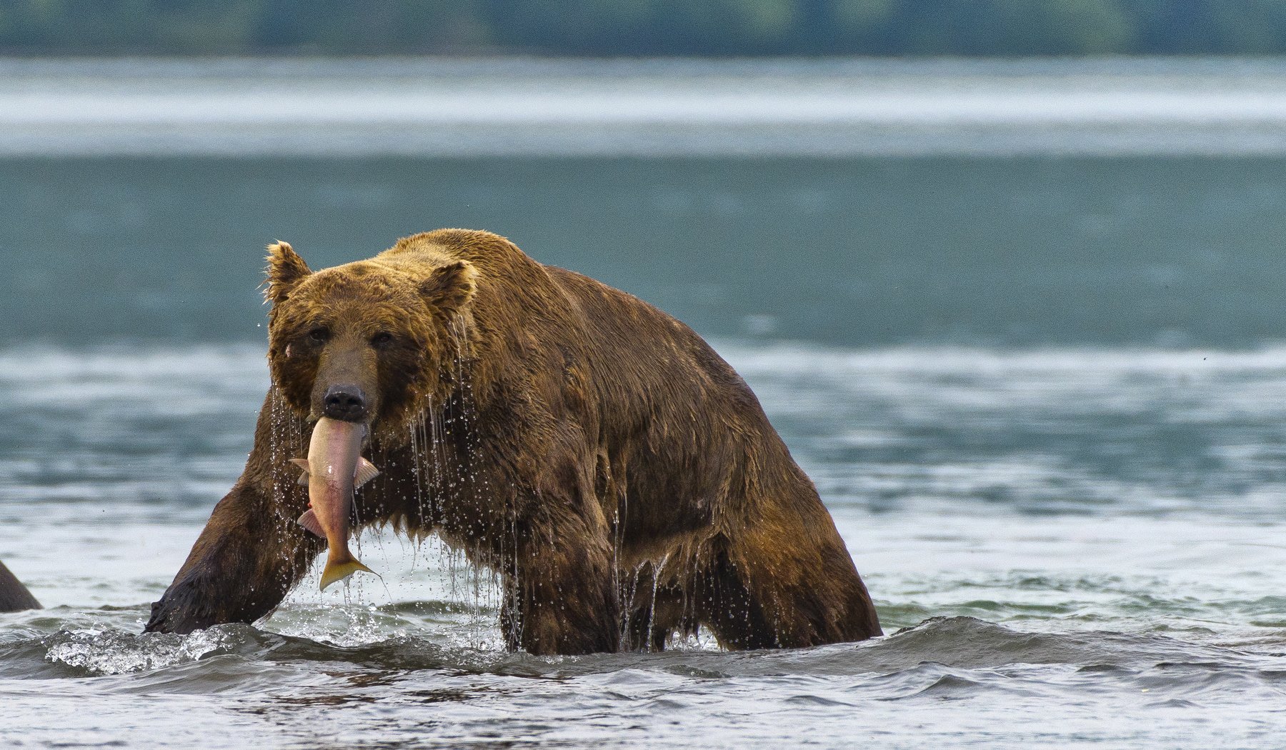 Bear Animal Mammal Salmon Kuril Lake Russia Kamchatka fishing, Paolo Barbarini
