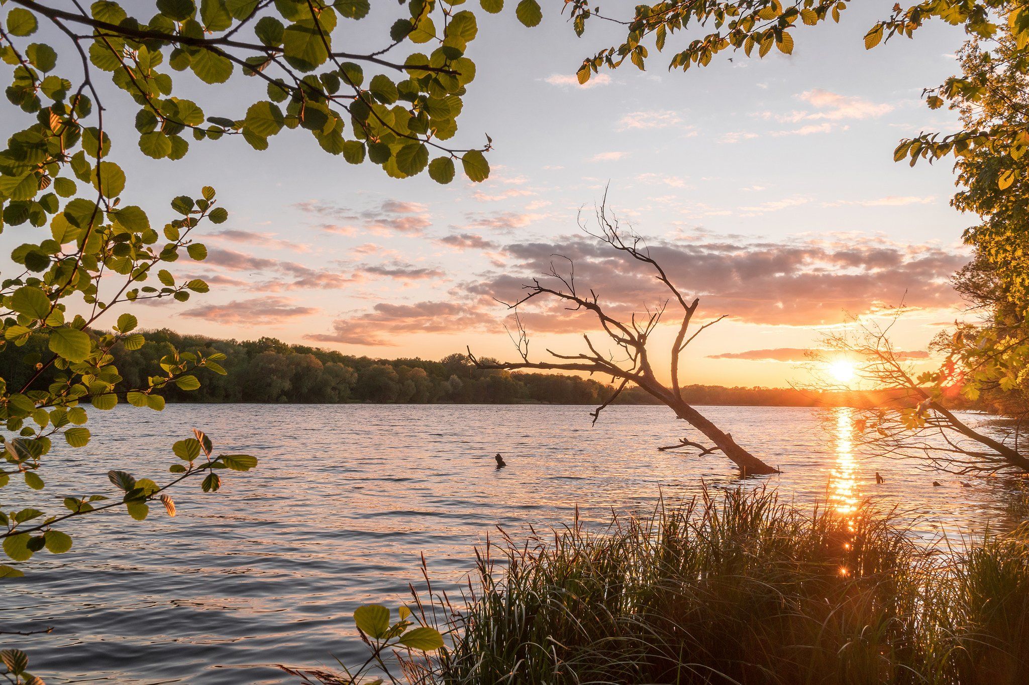 spring, leaves, lake, summer, sun, sunset, Błażej Krzyżanek