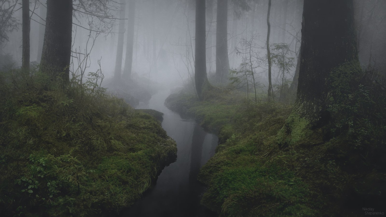 лес, туман, ручей, комарово, ленинградская область, Николай Степаненко