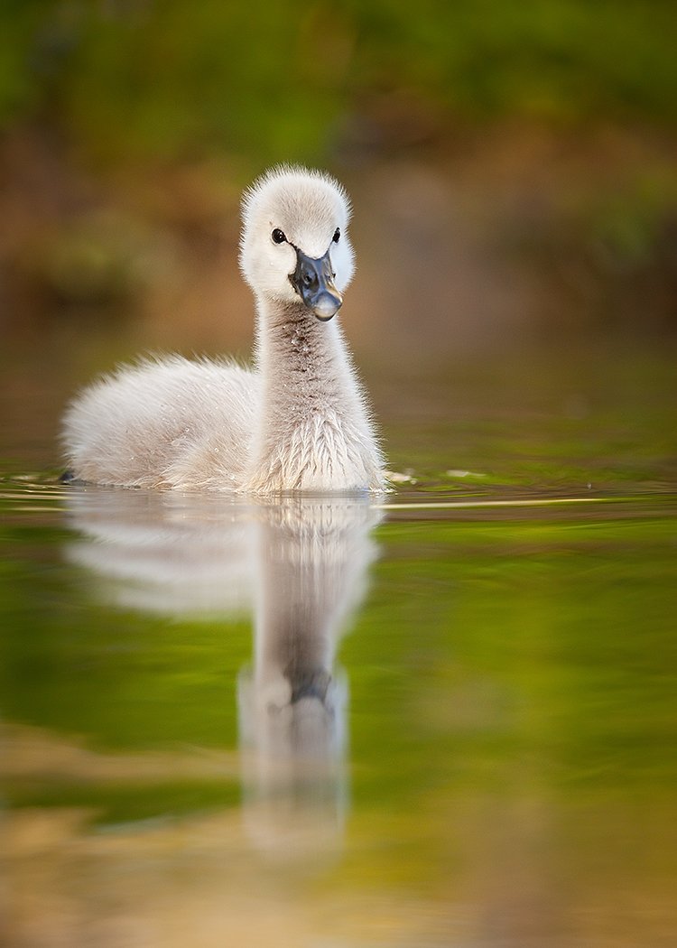 , Robert Adamec