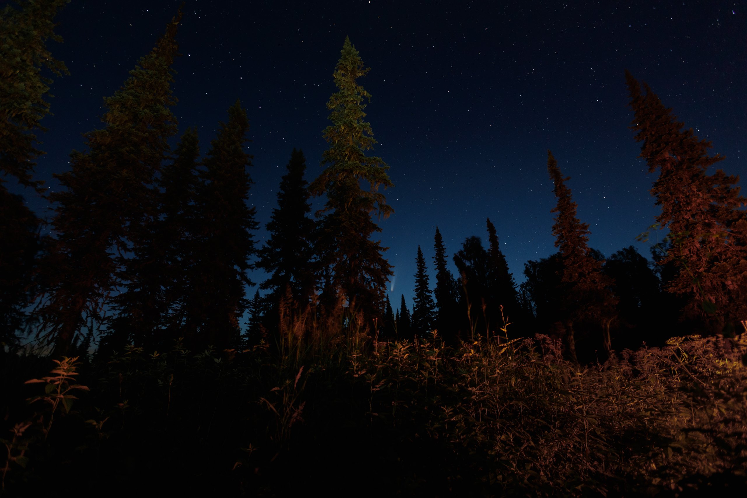 комета, пейзаж, ночь, звезды, тайга, лес, природа, звездное небо, Станислав Попов