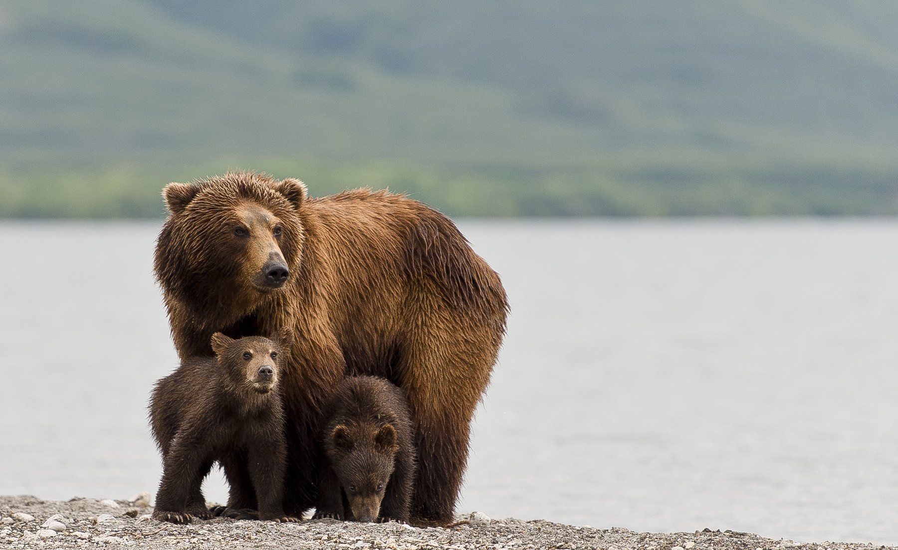 Bear Animal Mammal Salmon Kuril Lake Russia Kamchatka cubs mom, Paolo Barbarini