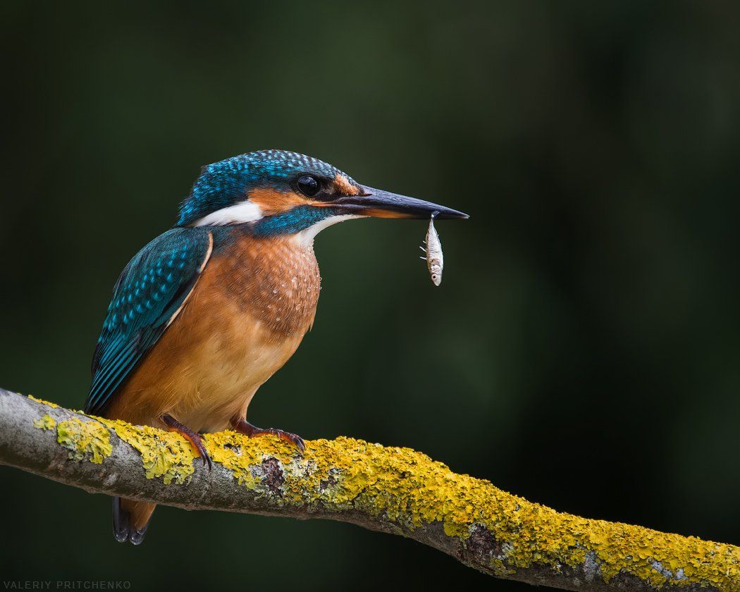 kingfisher, nature, birds, природа, птицы, зимородок, Валерий Притченко