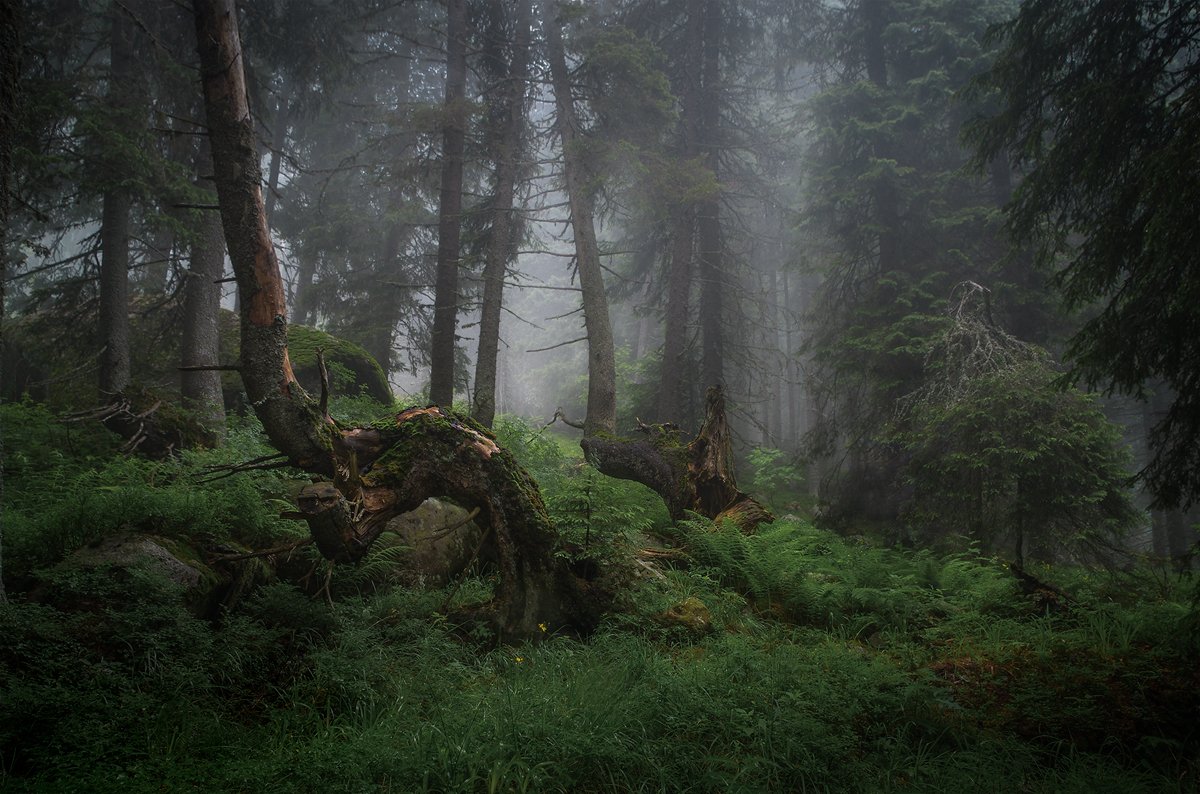landscape nature scenery forest wood trees mood mist misty fog foggy mountain vitosha bulgaria туман лес, Александър Александров