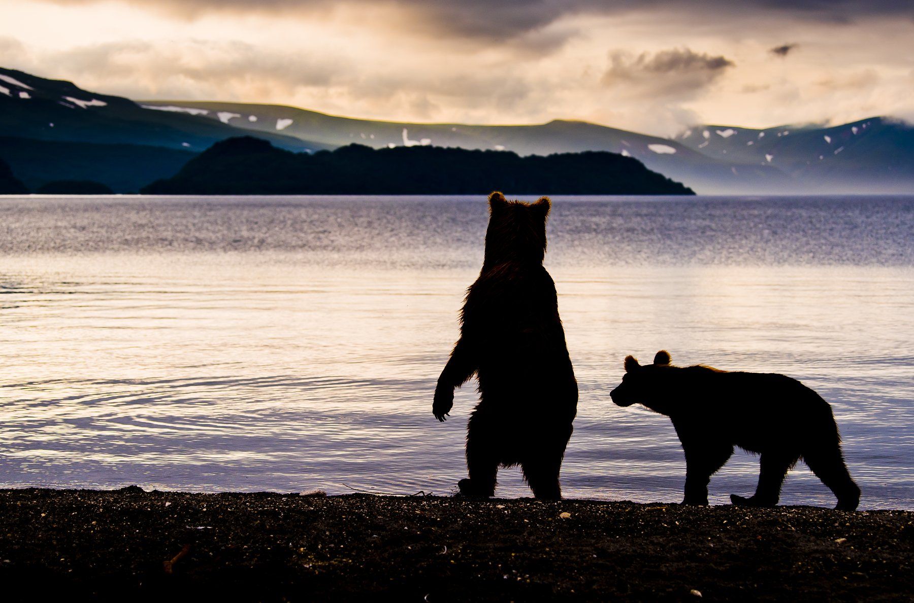 Bear Animal Mammal Kuril Lake Russia Kamchatka sunrise backlight, Paolo Barbarini
