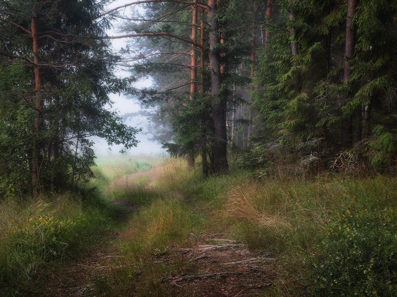 лес, дорога, лето, туман, сосны, утро, зелень, ели, Максим Сухов