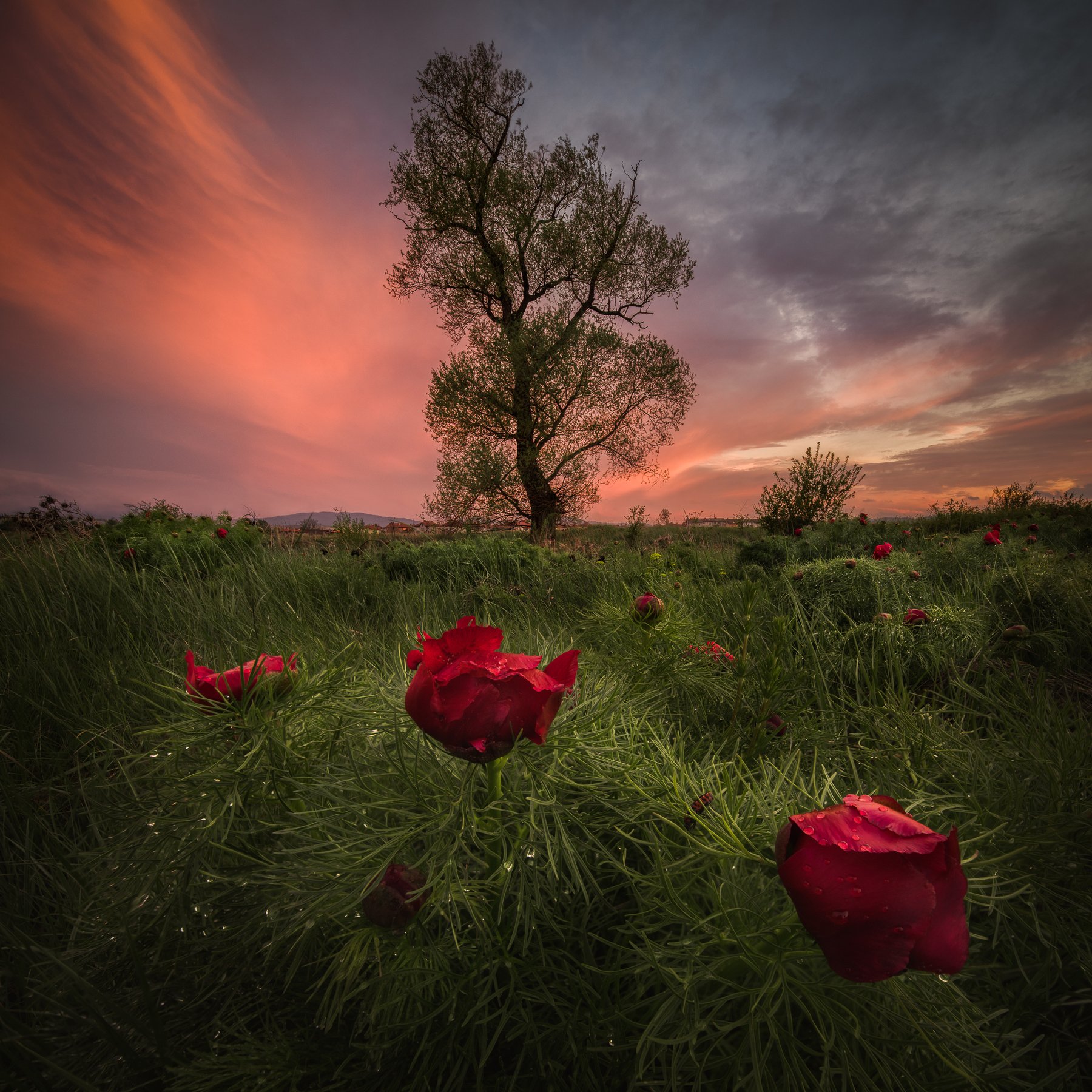 peonies, bulgaria, sunset, flowers, Калин Панчев